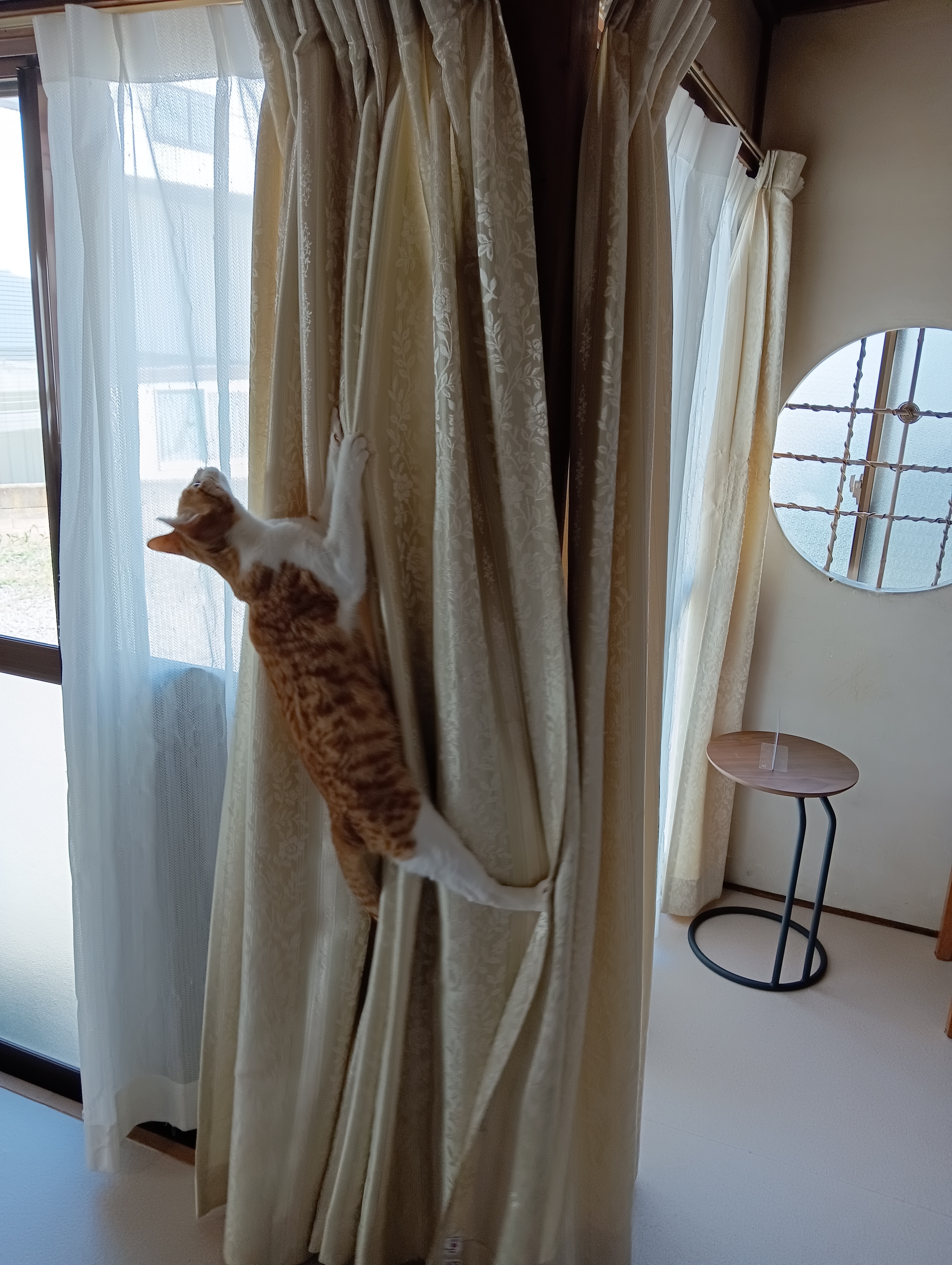　　　　　　　　　　　　　　　　　エーイ！猫の滝登りにゃ！　　あー高いカーテンが・・・・