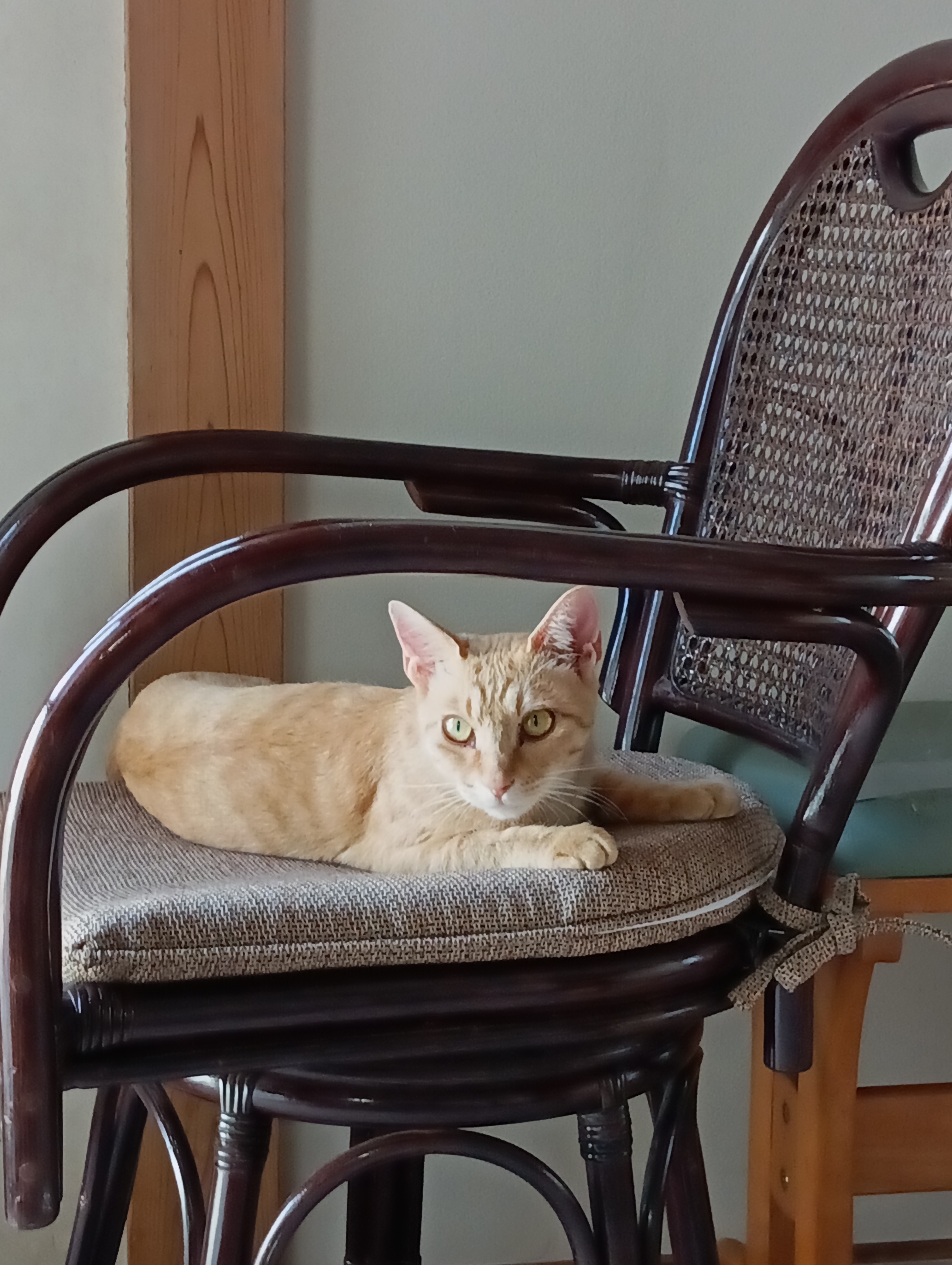 　　　　　　　　　　　　　　　　　　美猫のあたいだけがこの椅子に座れるのよにゃあ