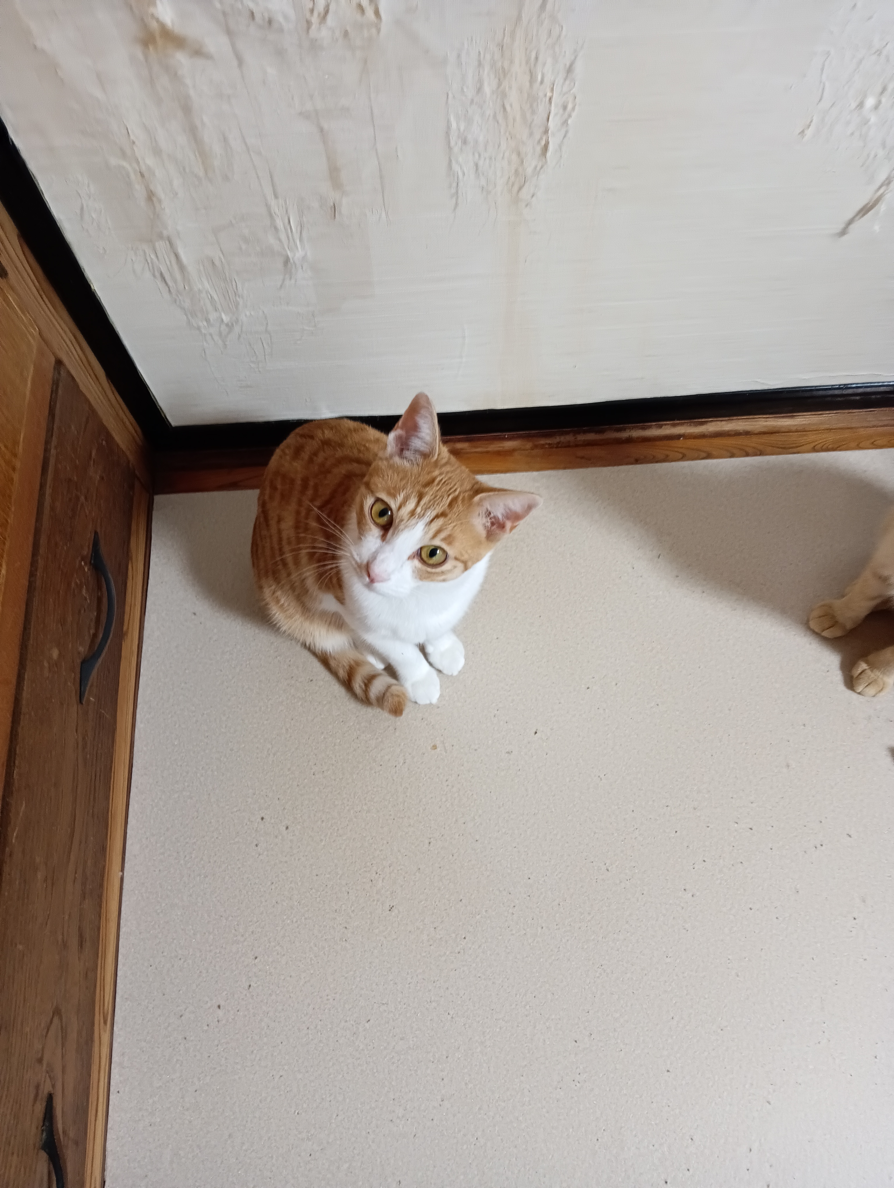 　　　　　　　　　　　　　　　　　　　　　ぼくおなかすいた、早くご飯にならないかにゃあ