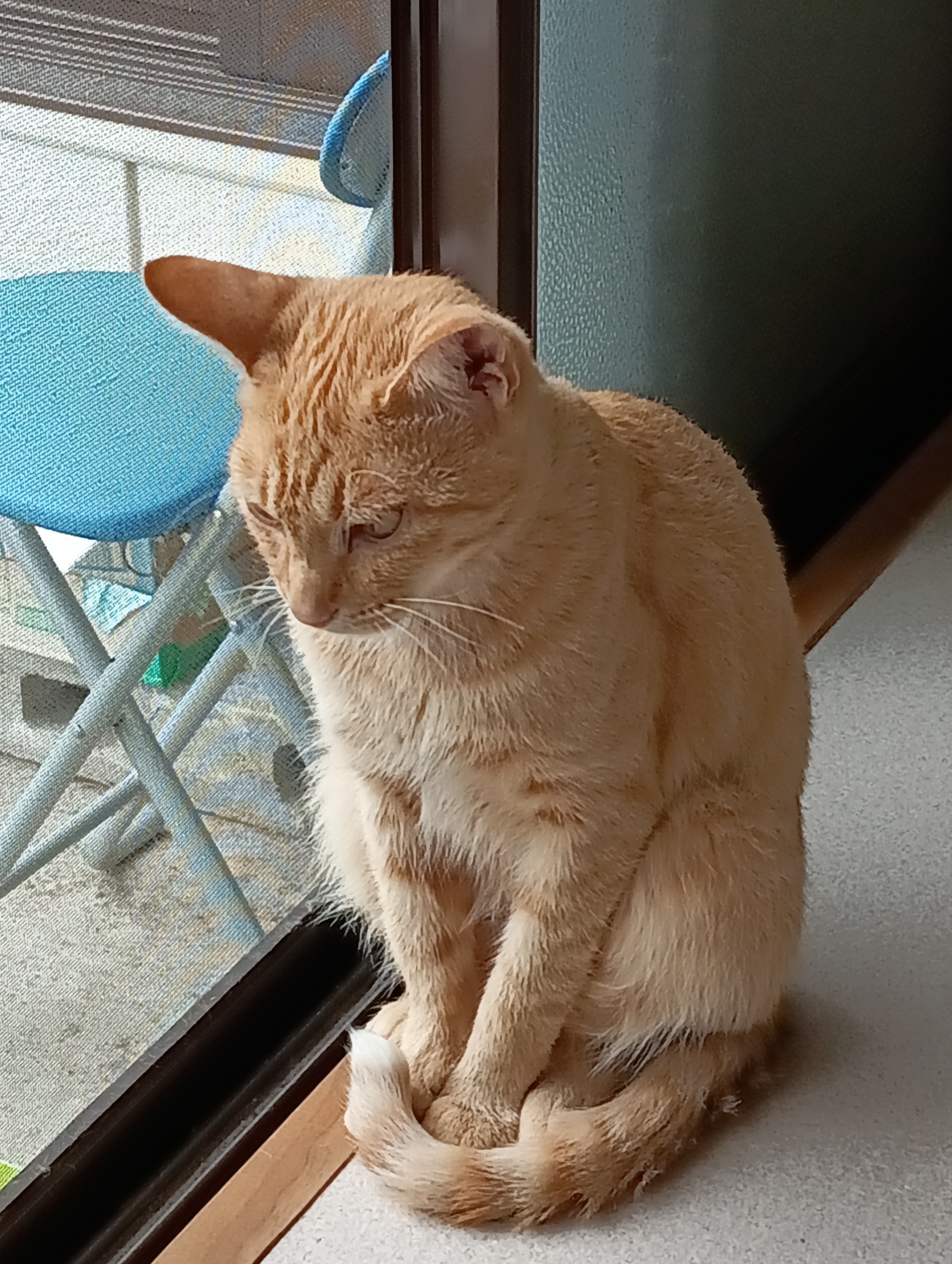 　　　　　　　　　　　　　　　　　　ははあ、あれですね。いわゆる恋の病というような・・・・