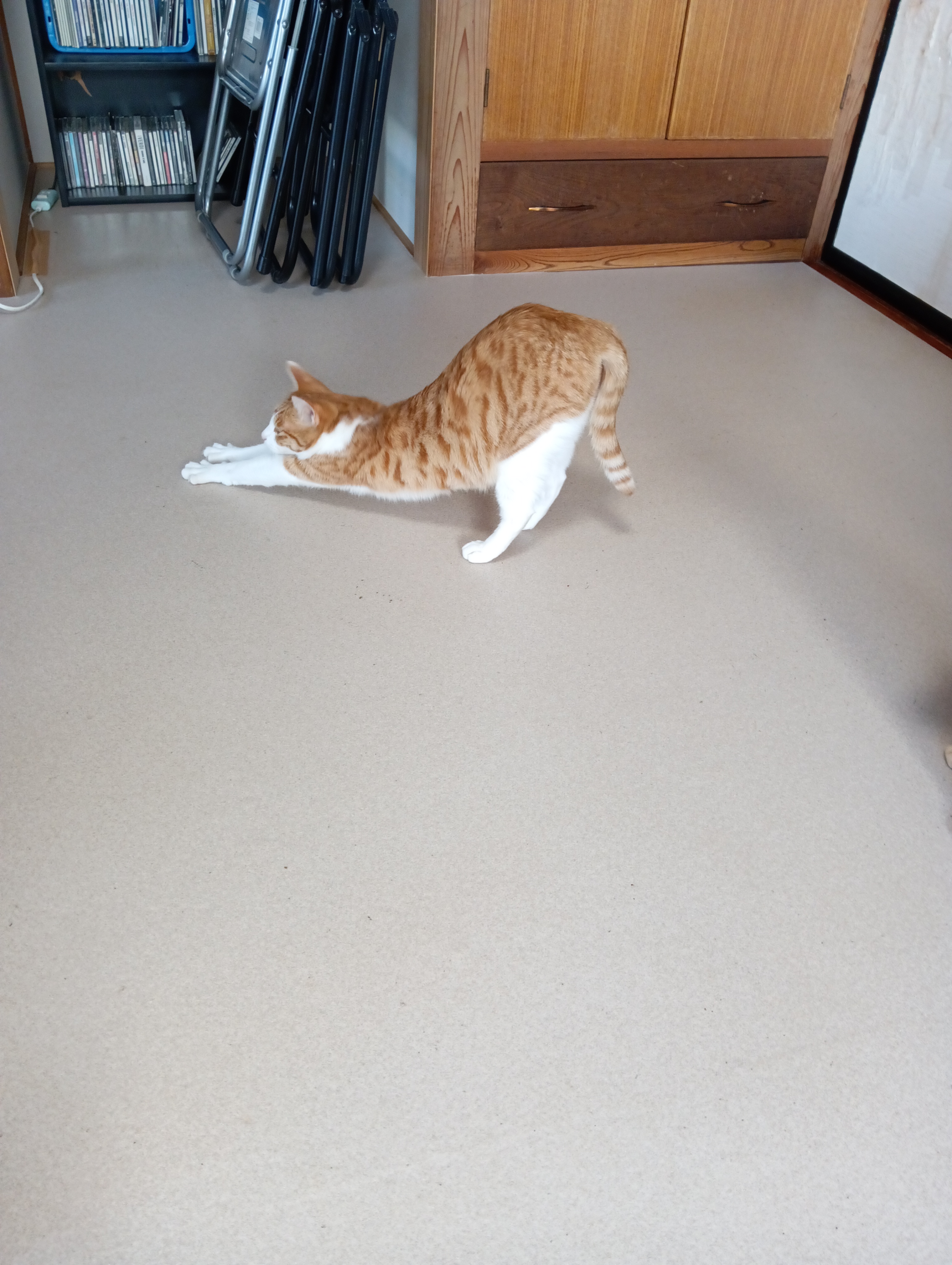 　　　　　　　　　　　　　　　　　　　　　　　　　　　　　　う～ん、シーチャンの屈伸運動