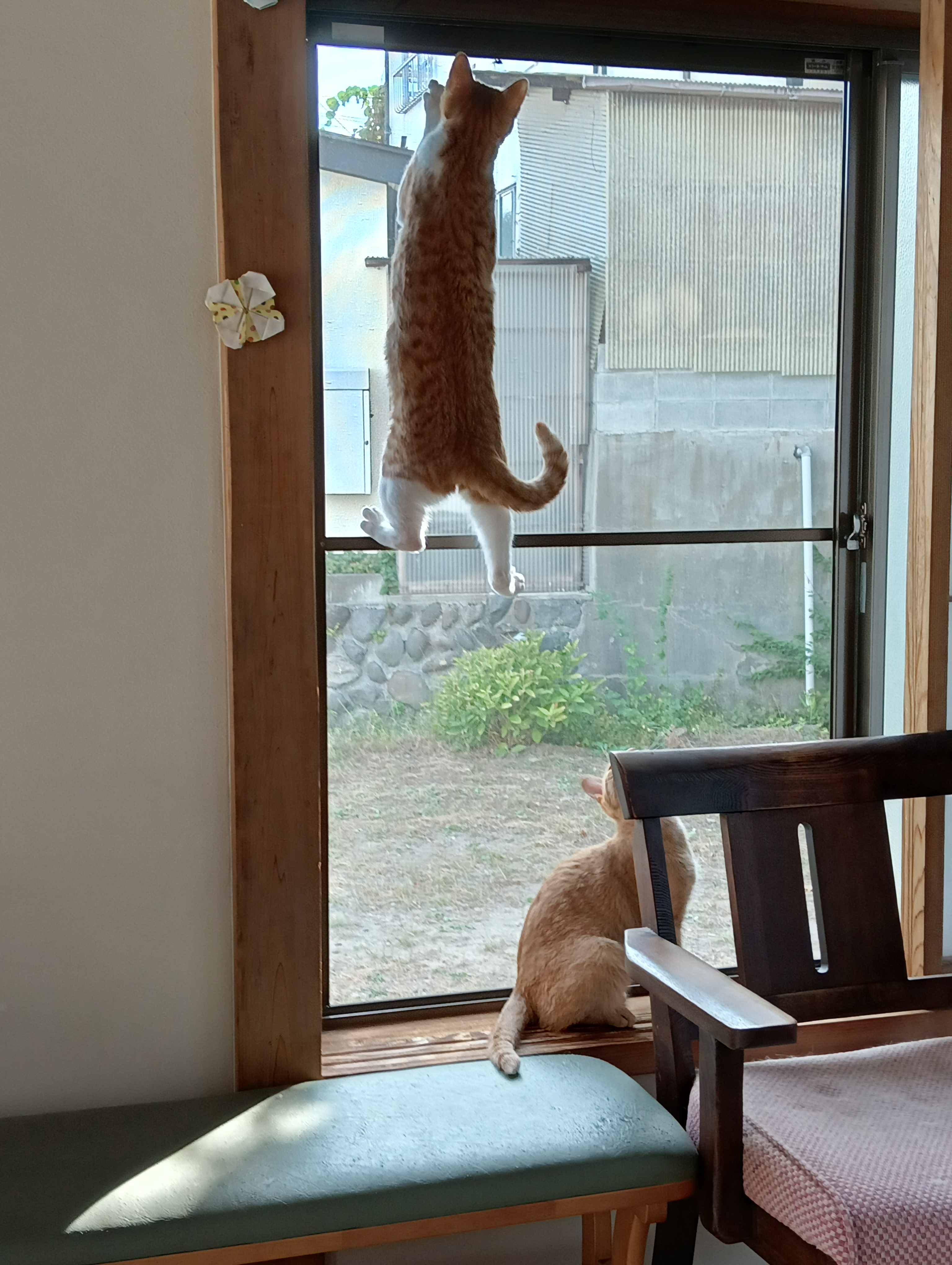 　　　　　　　　　　　　　　　　　　　　　　　　　　　あ～逃げられた！　シーチャン、虫より網やぶるなよー