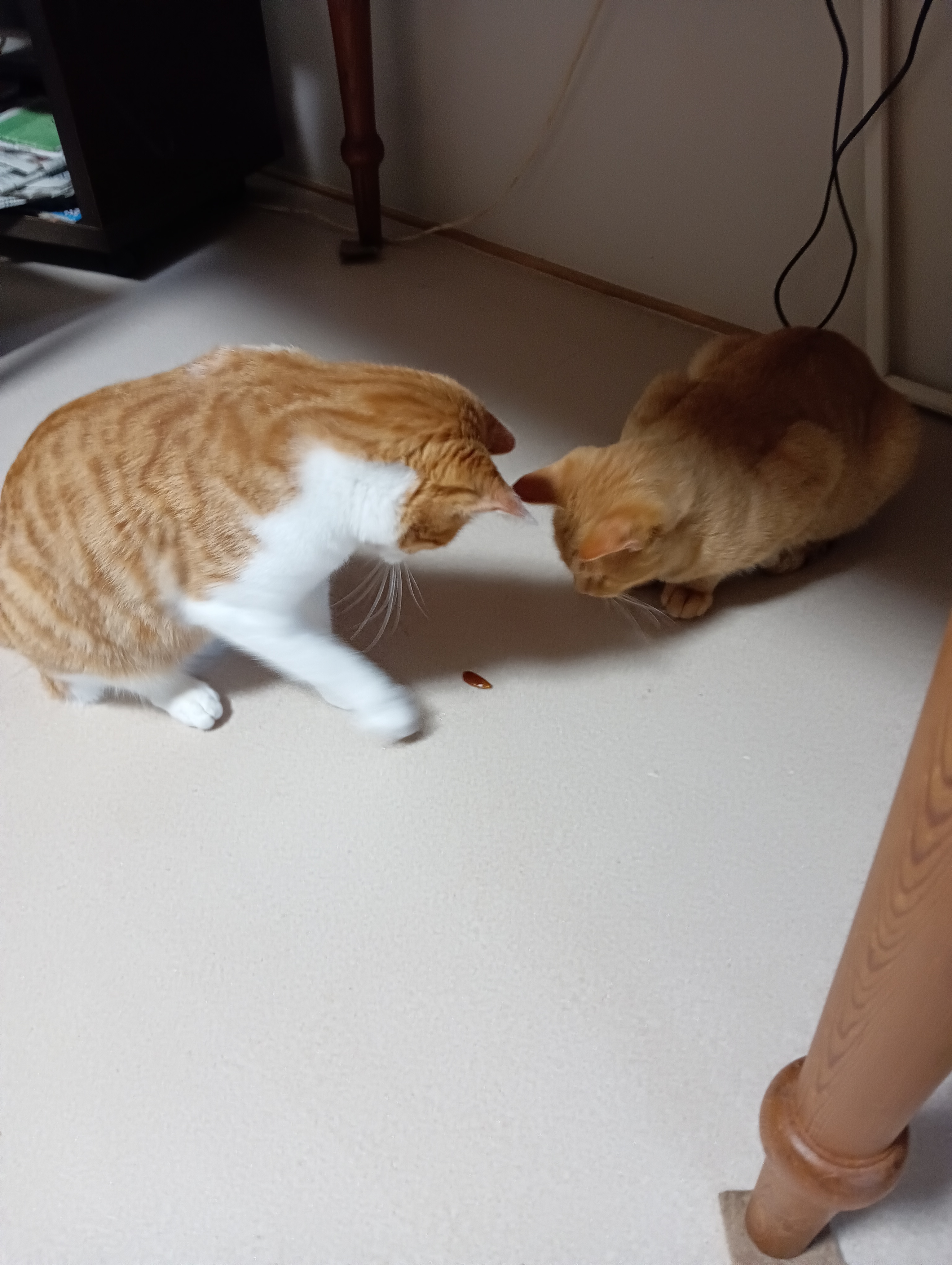 　　　　　　　　　　　　　　　　　　　　　　　　　これはなにかにゃあ、猫パンチしてみよう