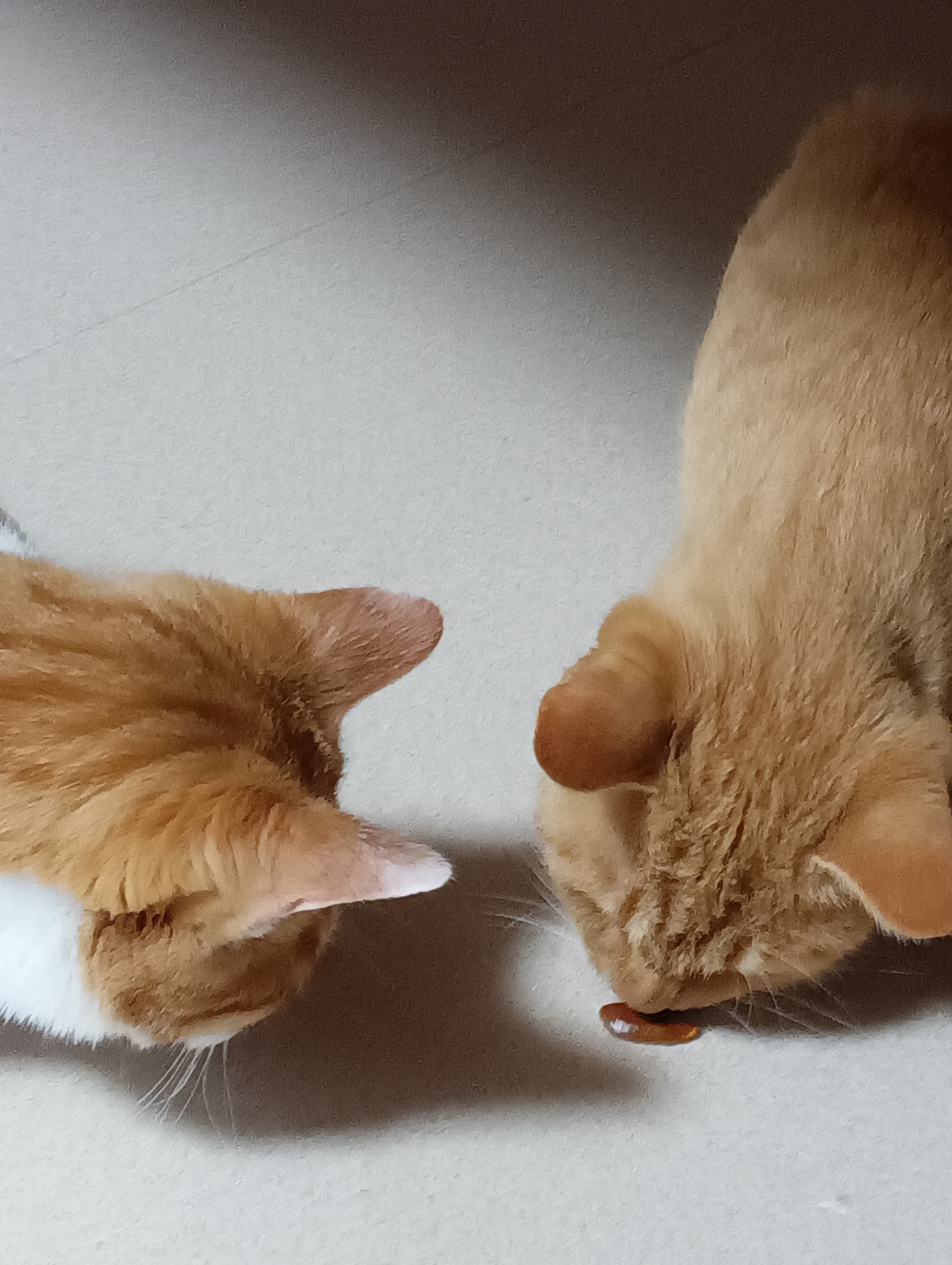 　　　　　　　　　　　　　　　　　　　　　　　　　　　　　　　　　　　　　あたいが食べてみるね