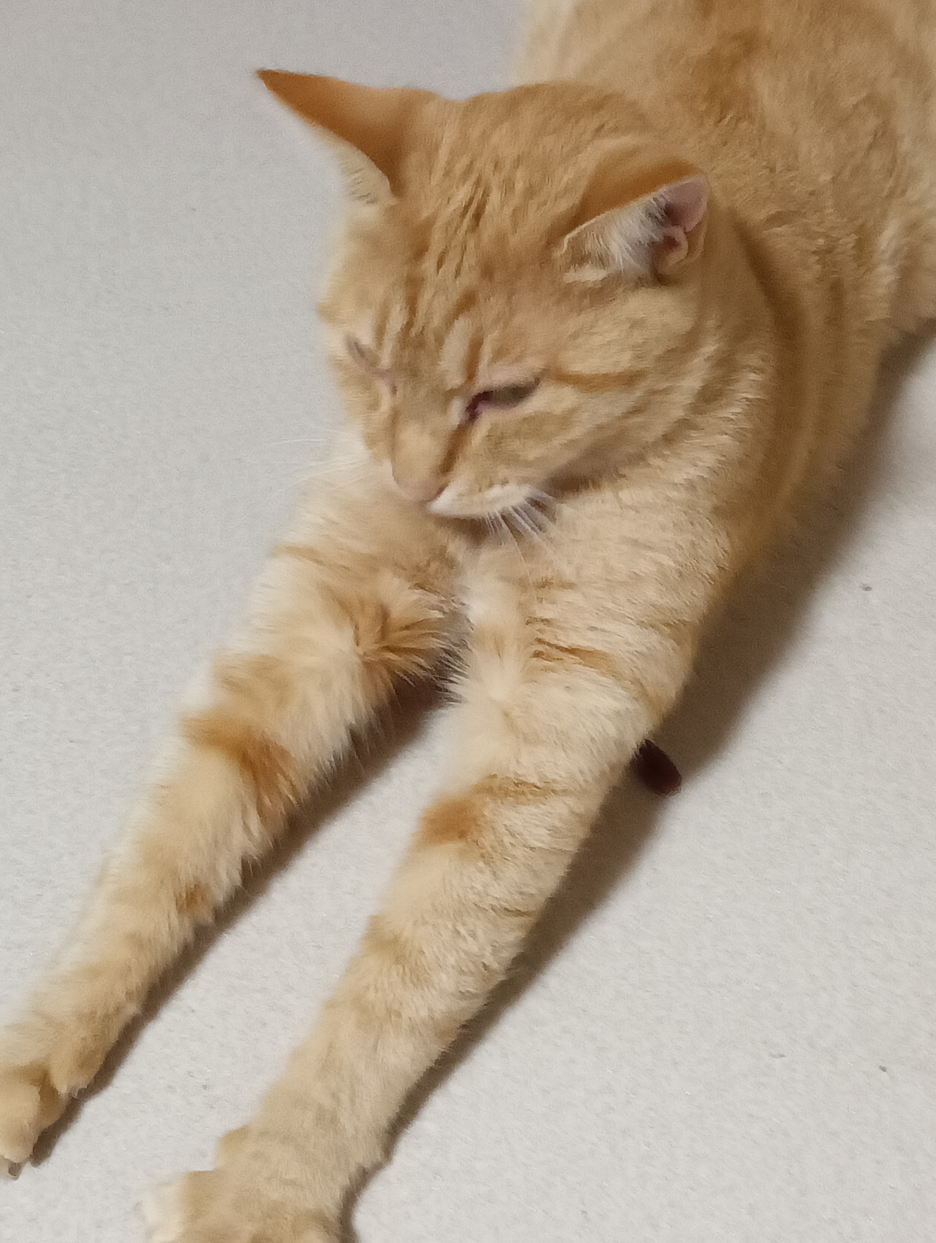 　　　　　　　　　　　　　　　　　　　　　　　　　　ふぁ～、本物もいいけど食べられないんじゃあ、おかげでおなかすいたにゃあ、そうだこうしちゃいられない！