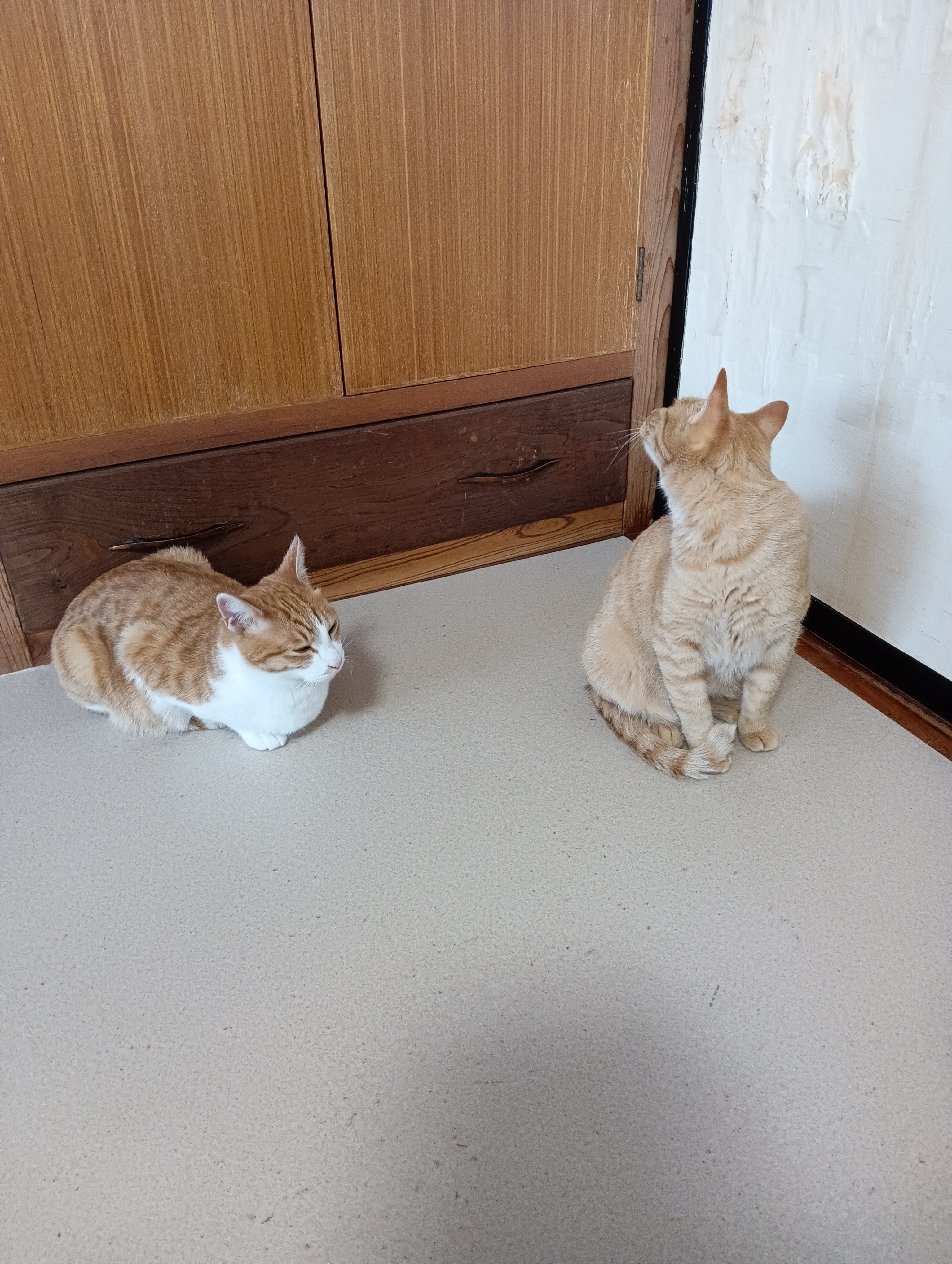 　　　　　　　　　　　　　　　　　　　　　　　　　　　　きのう「猫元気」を大量にここに隠してるのあたい見たのよ