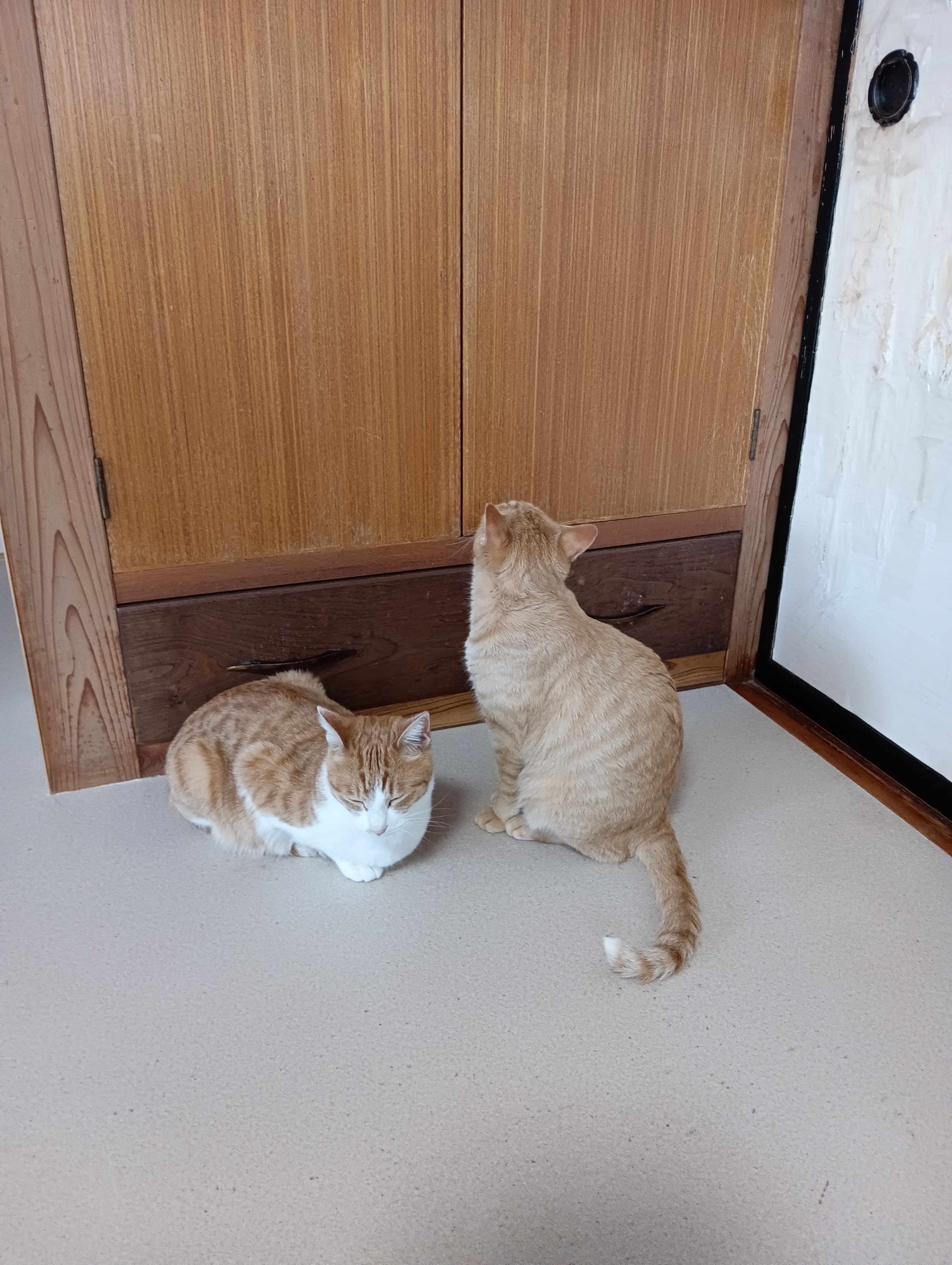 　　　　　　　　　　　　　　　　　　　　　　　　　　　　なんとか開けられないかしらにゃぁ