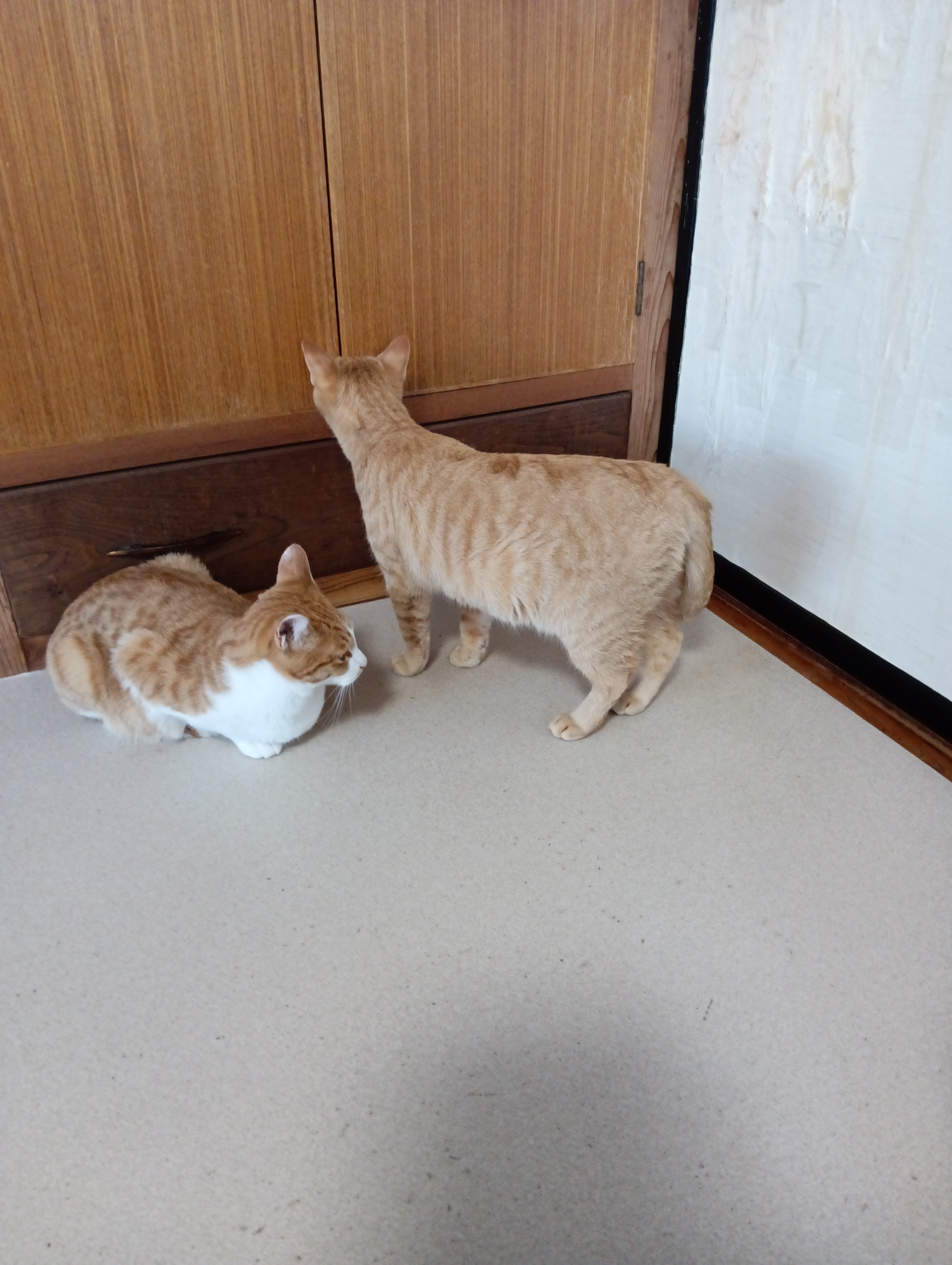 　　　　　　　　　　　　　　　　　　　　　　　　　　　　　こうなったら！　　　どうするの？