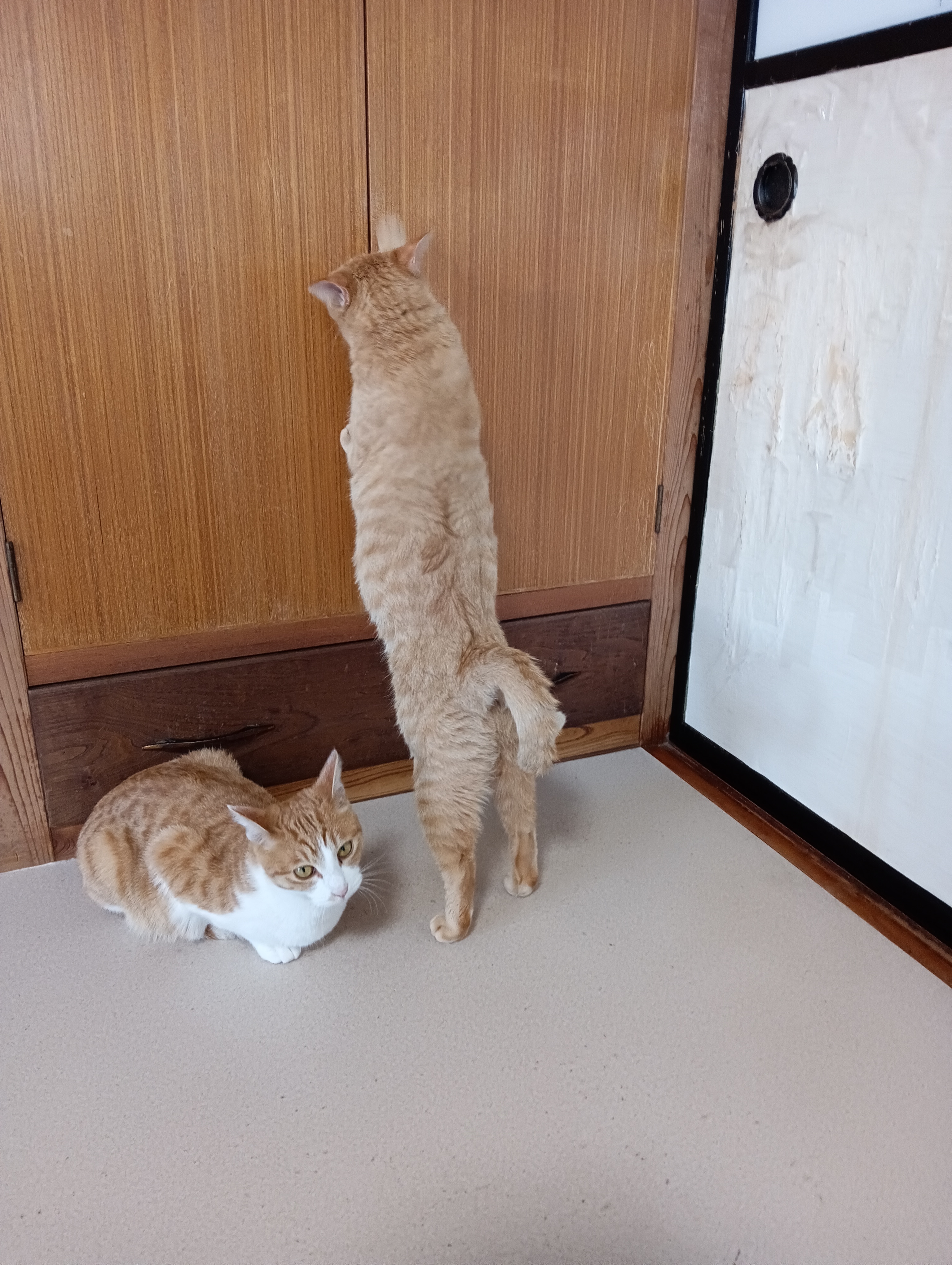 　　　　　　　　　　　　　　　　　　　　　　　　　エーイ！これでもか！！　　無理無理・・・・