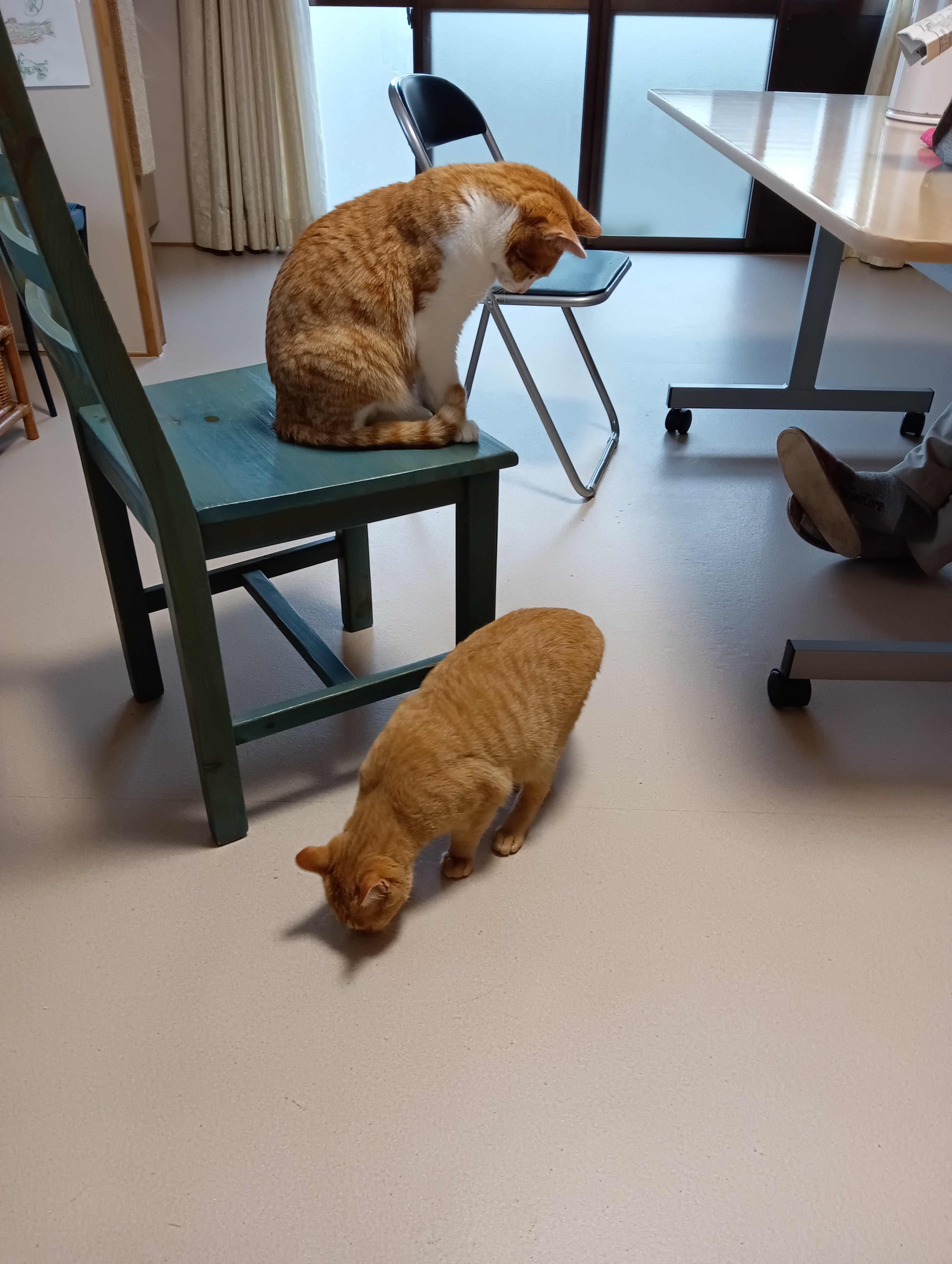                                               なにか落ちてる、なんだろうにゃぁ          