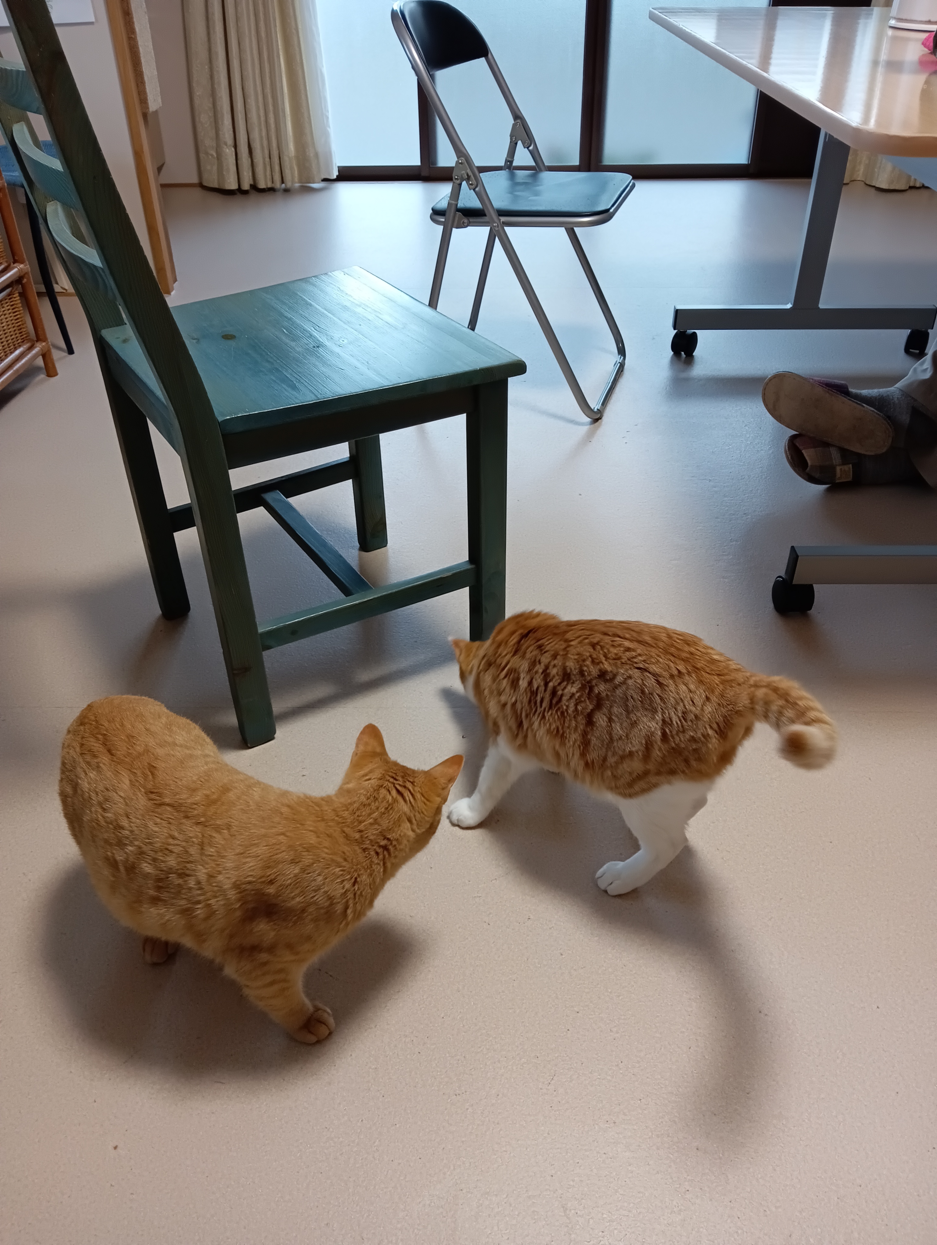 　　　　　　　　　　　　　　　　　　チーチャンこりゃビールビンのキャップだよ。やっぱし「猫に小判」かにゃあ