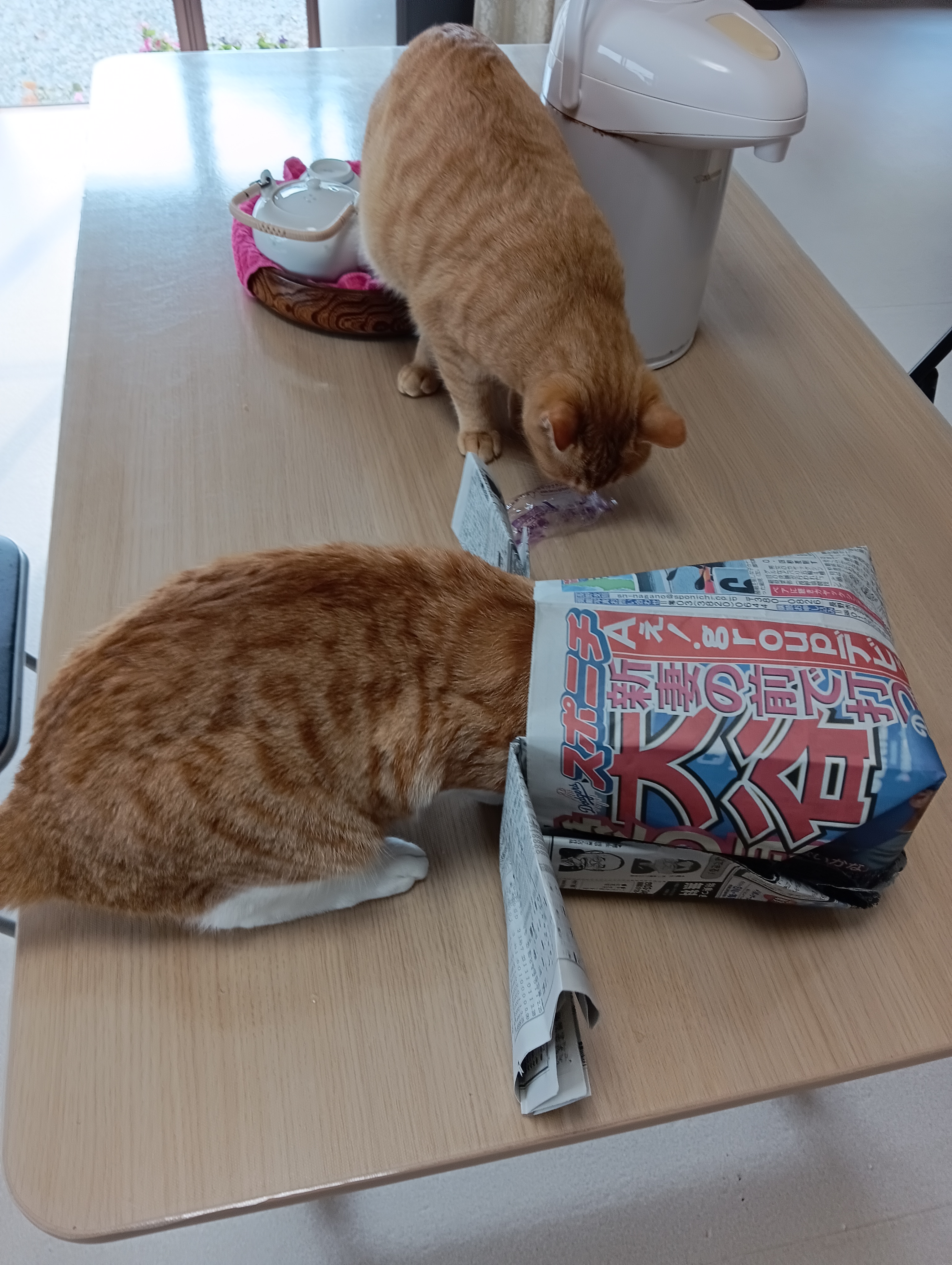                                                         ほんとだ！いた！　　　　　でしょ