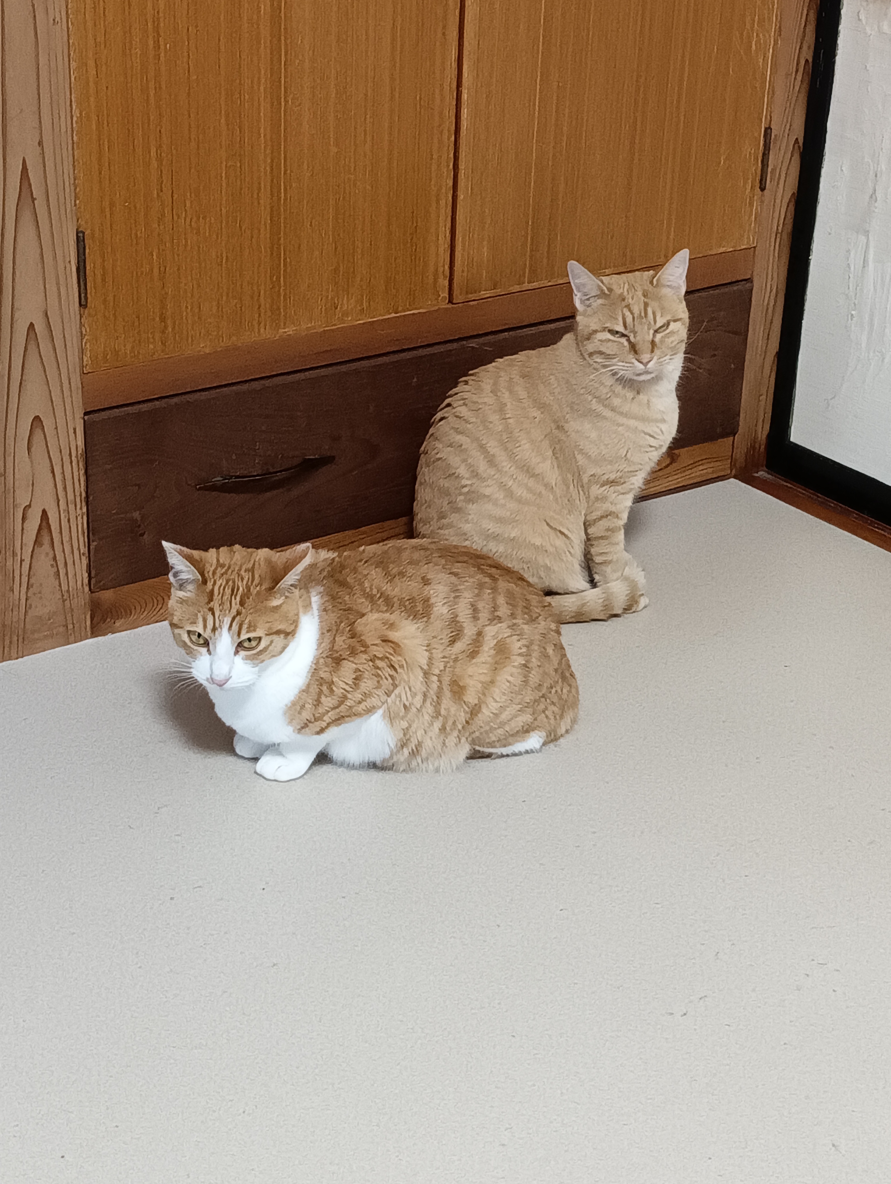 　　　　　　　　　　　　　　　　　　　　　　　　　　　　　　　あーイライラするにゃあ！