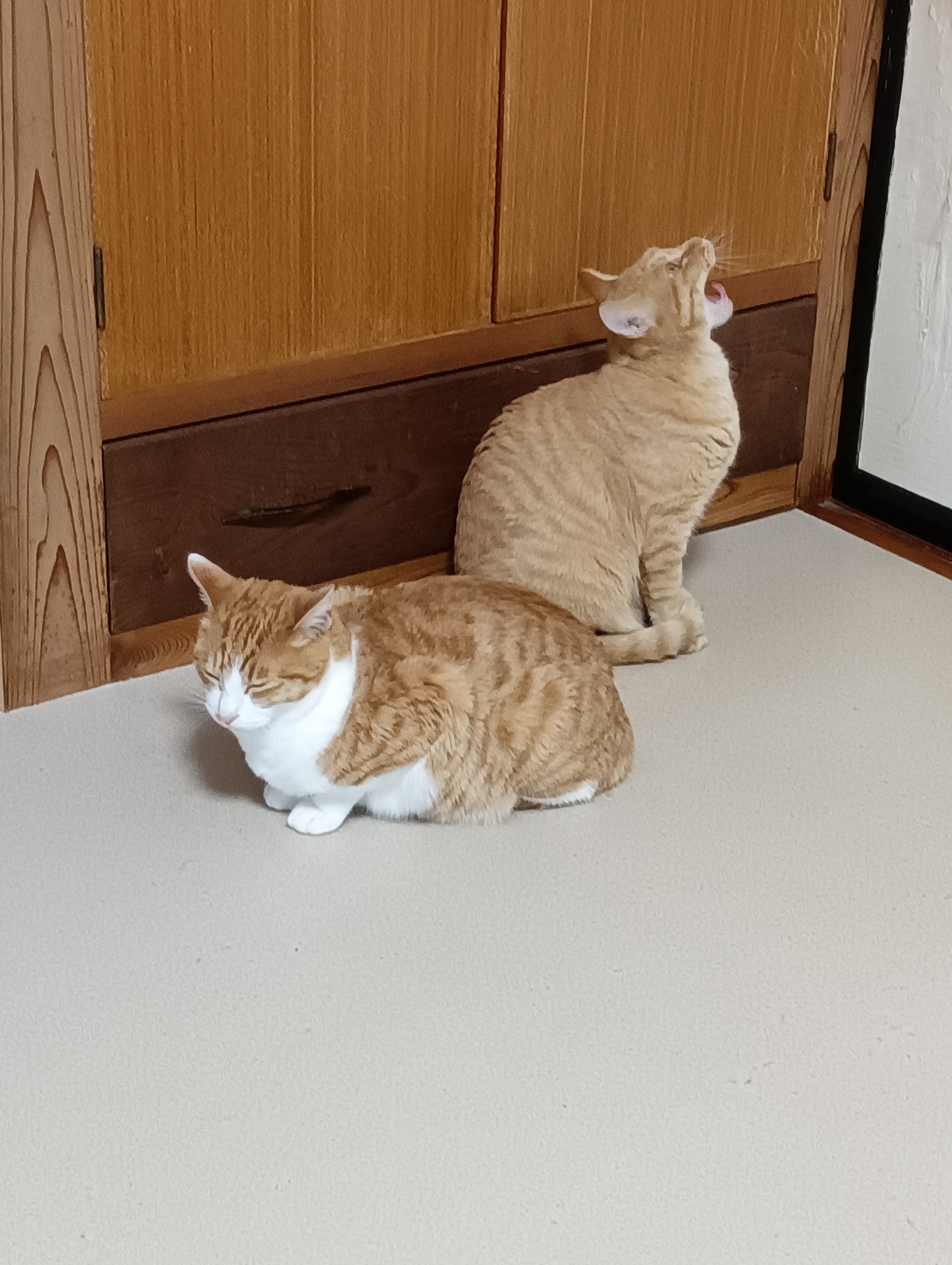 　　　　　　　　　　　　　　　　　　　　　　　　　　　　　みてよ！あくびが出たじゃにゃあ