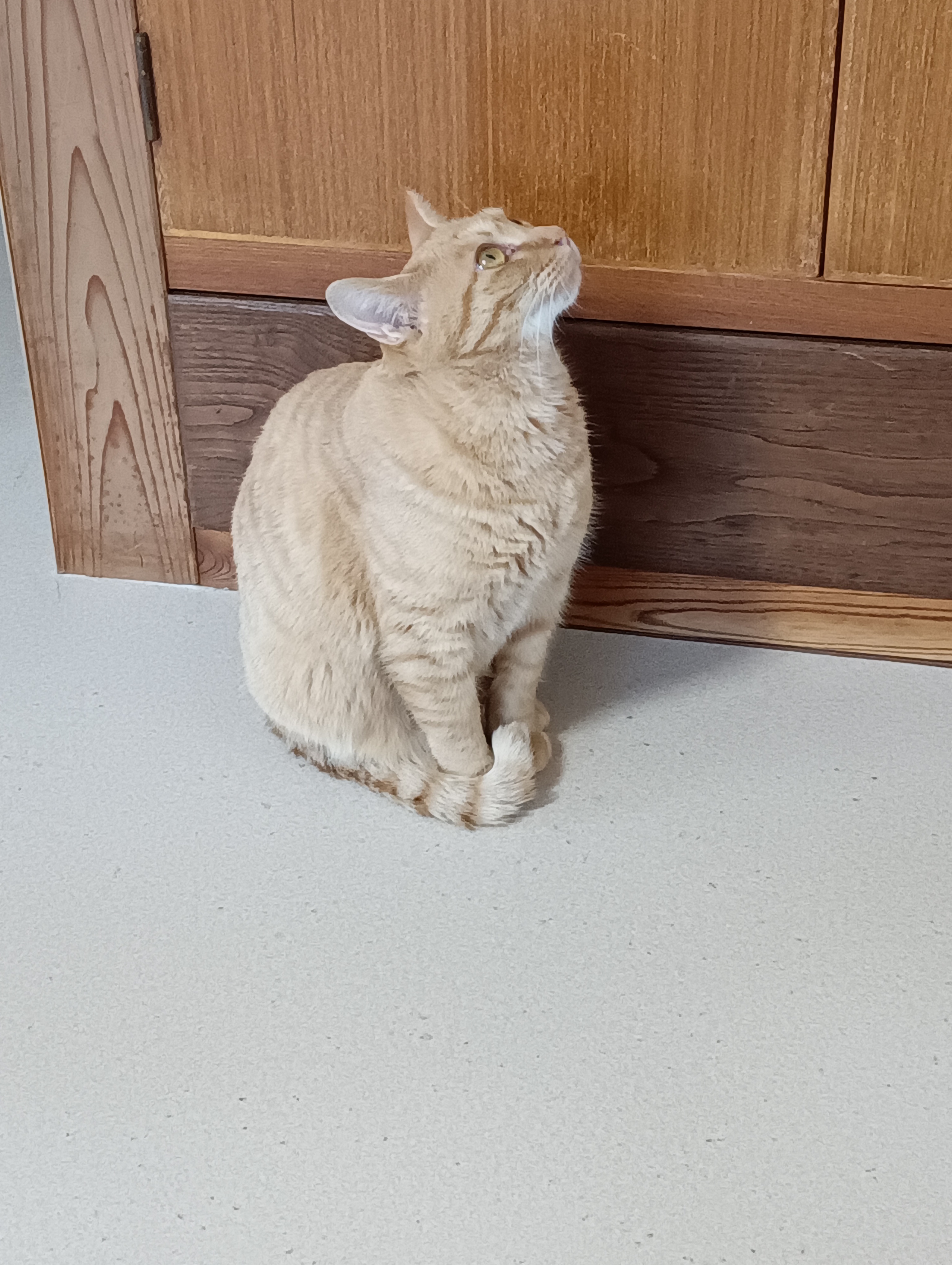 　　　　　　　　　　　　　　　　　　　　　　　　このなかに「猫元気」かくしてあるの知ってるんだから！