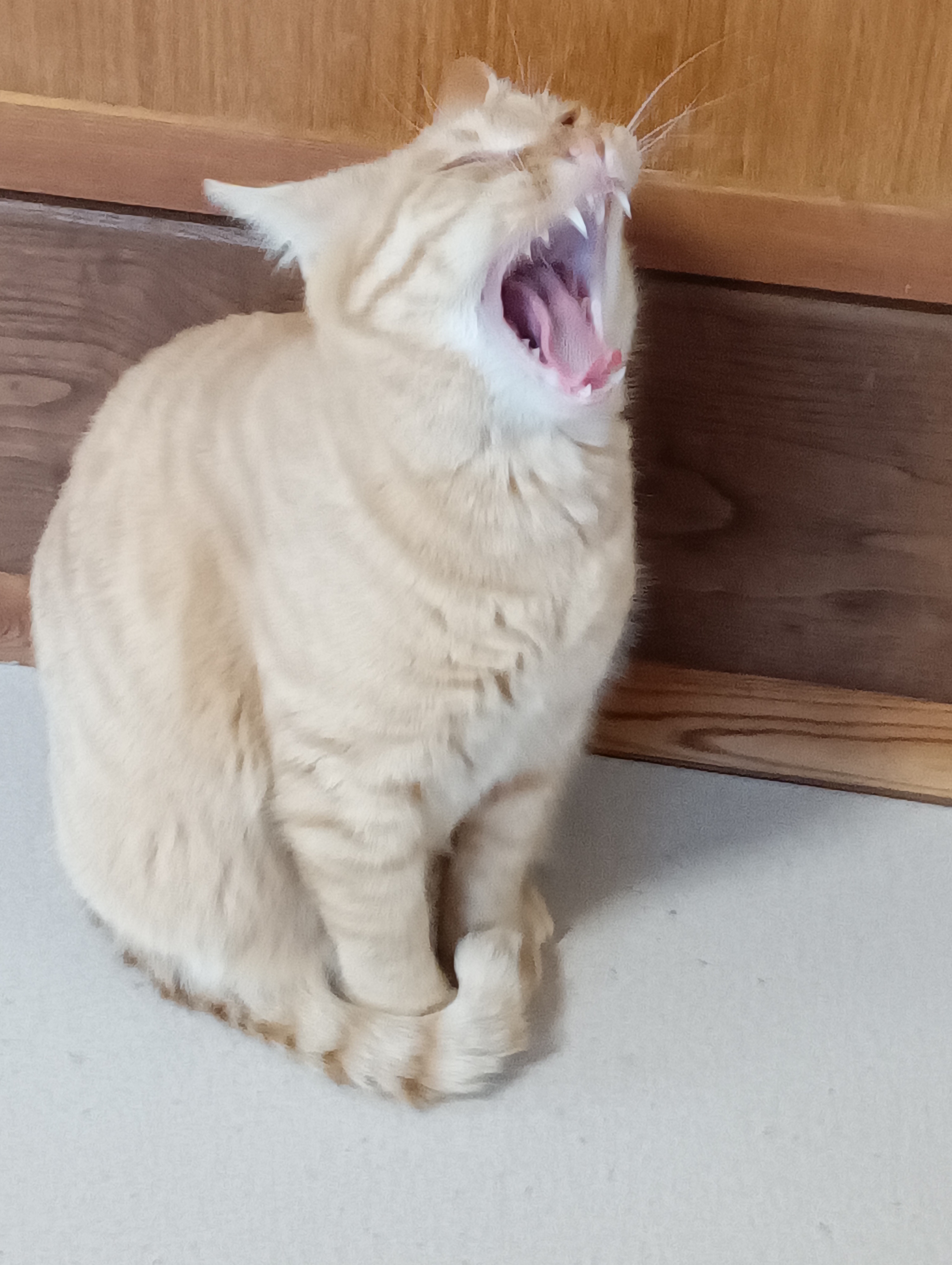 　　　　　　　　　　　　　　　　　　　　　　　　　早くめしにしろよにゃあ！ふぁー！！
