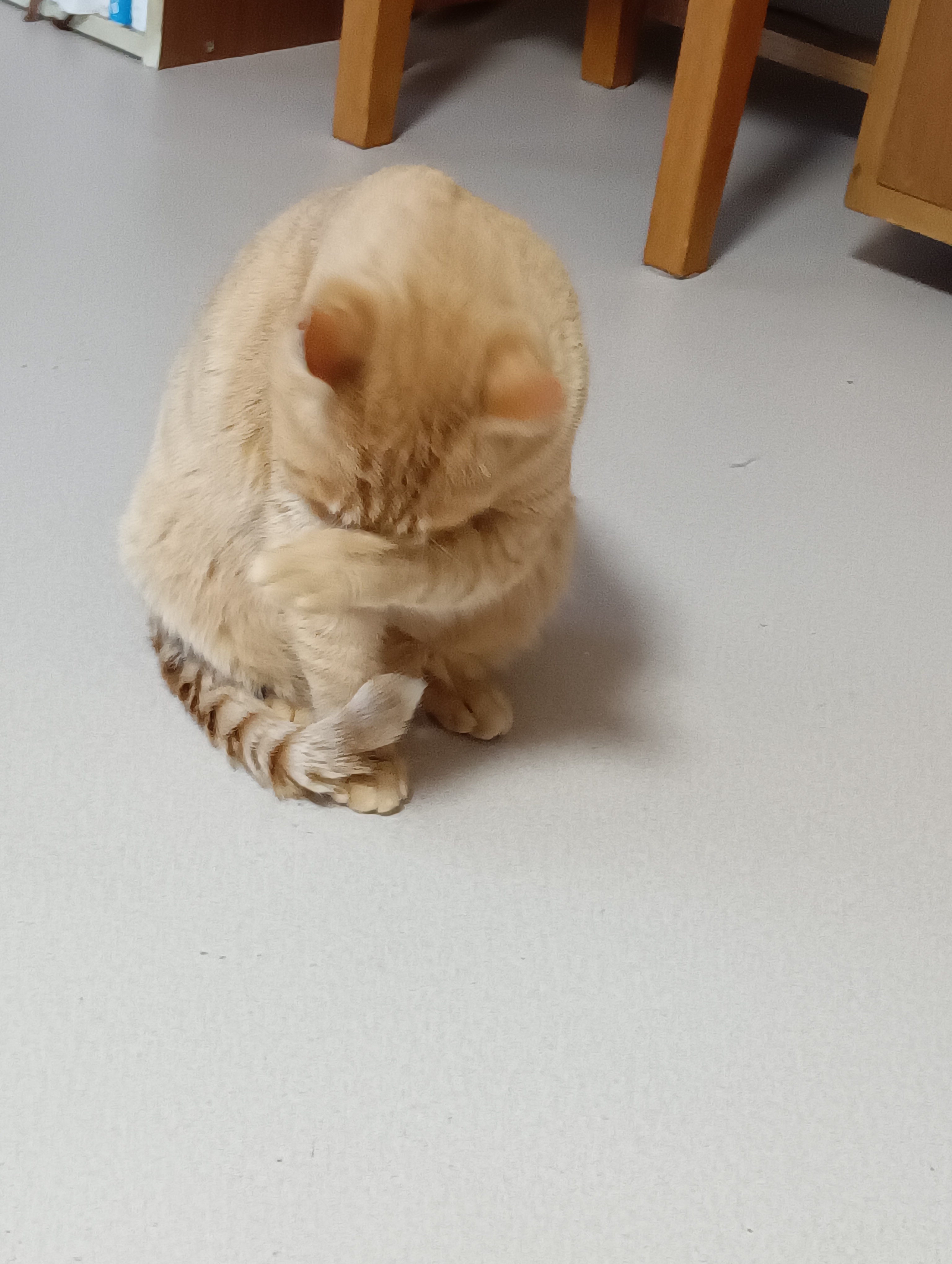                                                   ウウ・・泣かせるにゃあ、シーチャンごめんにゃあ・・・・
