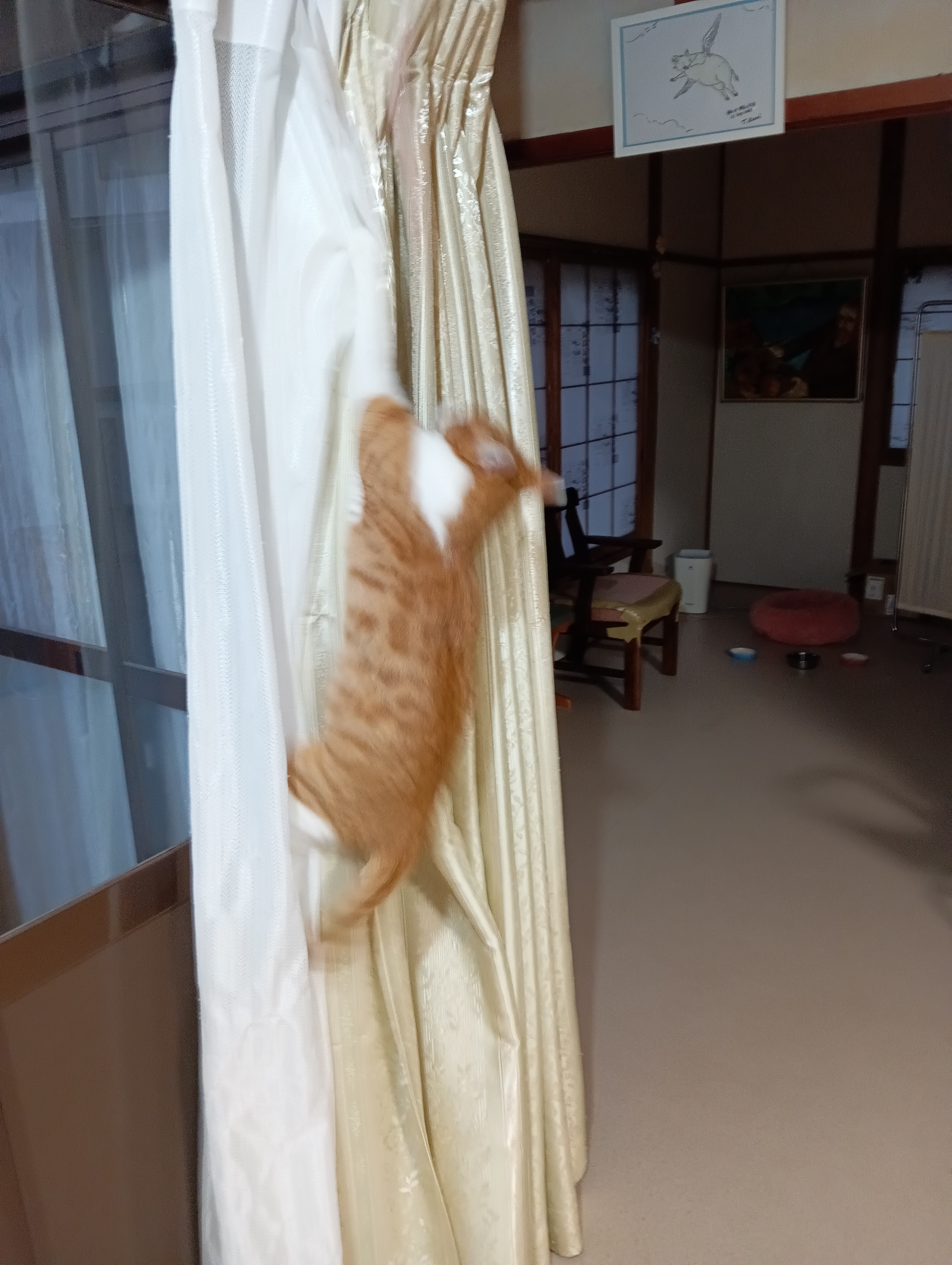 　　　　　　　　　　　　　　　　　　　　　　　　　　　　　　　　猫のカーテン登りをみせちゃる