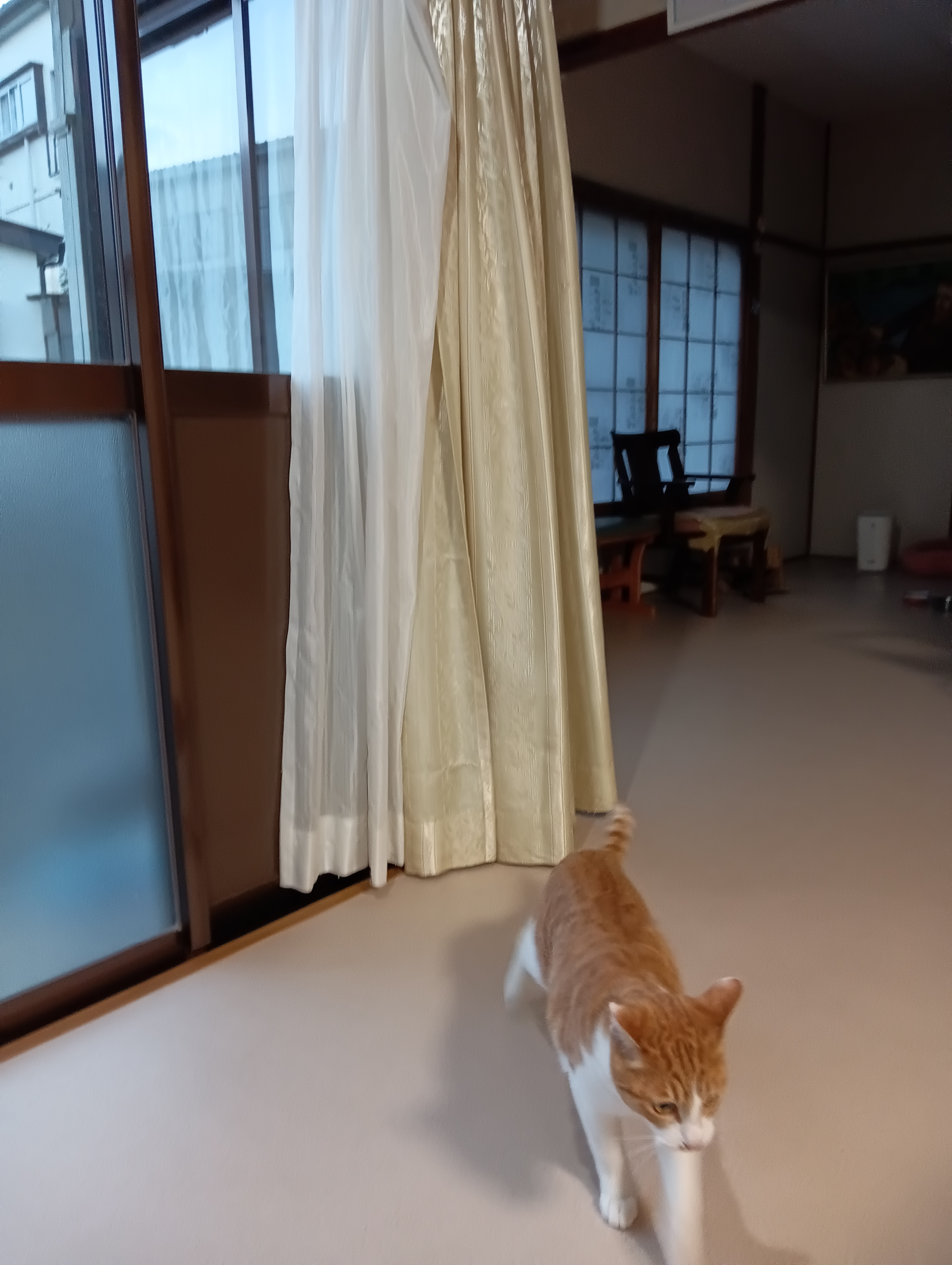 　　　　　　　　　　　　　　　　　　　　　　　　　　　　　　痛かったー！！ニャー～