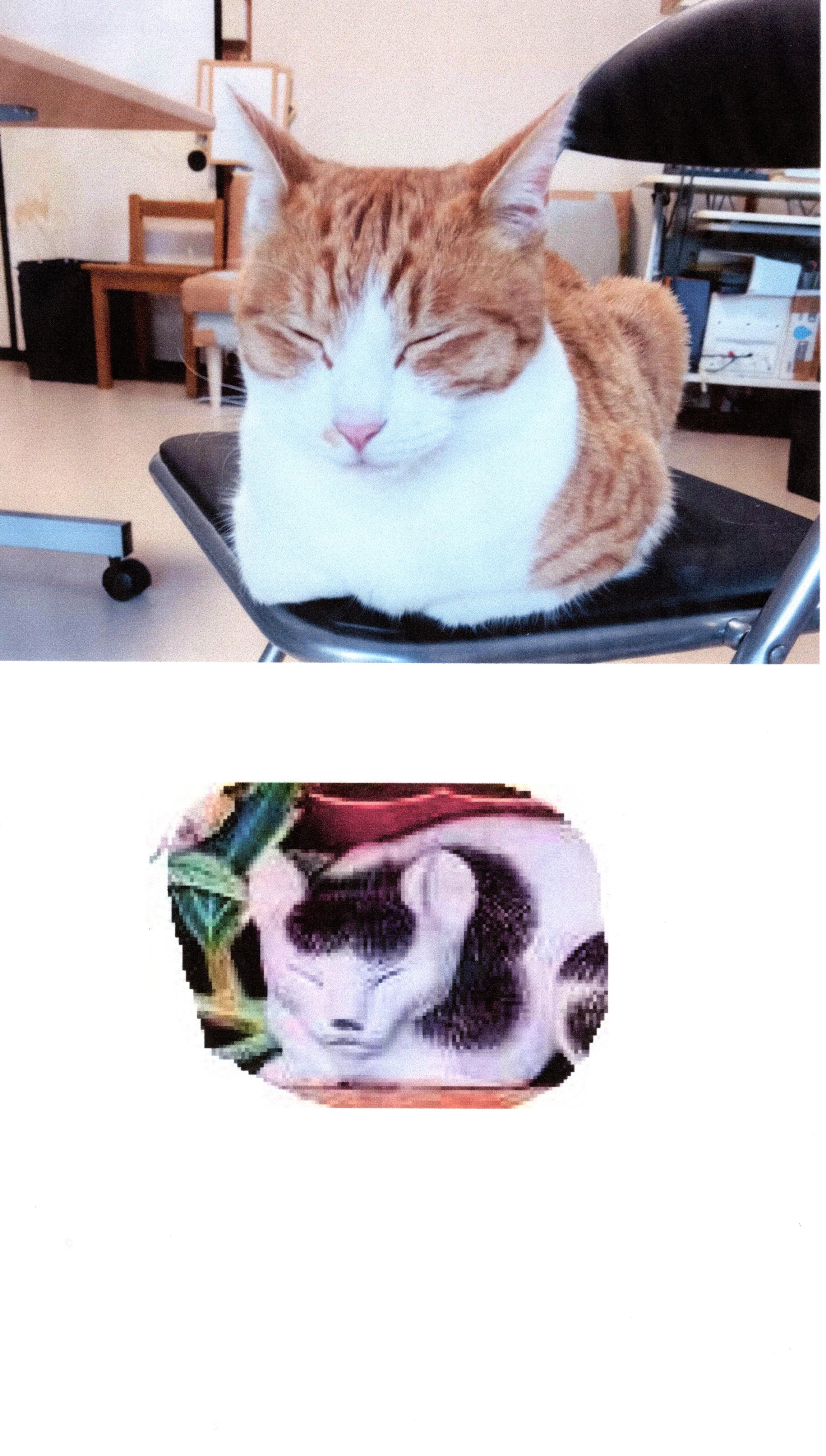                                            シーチャン２度も落ちて痛かったでしょ。こんどは日光の眠り猫のまね？それともほんとに寝たの