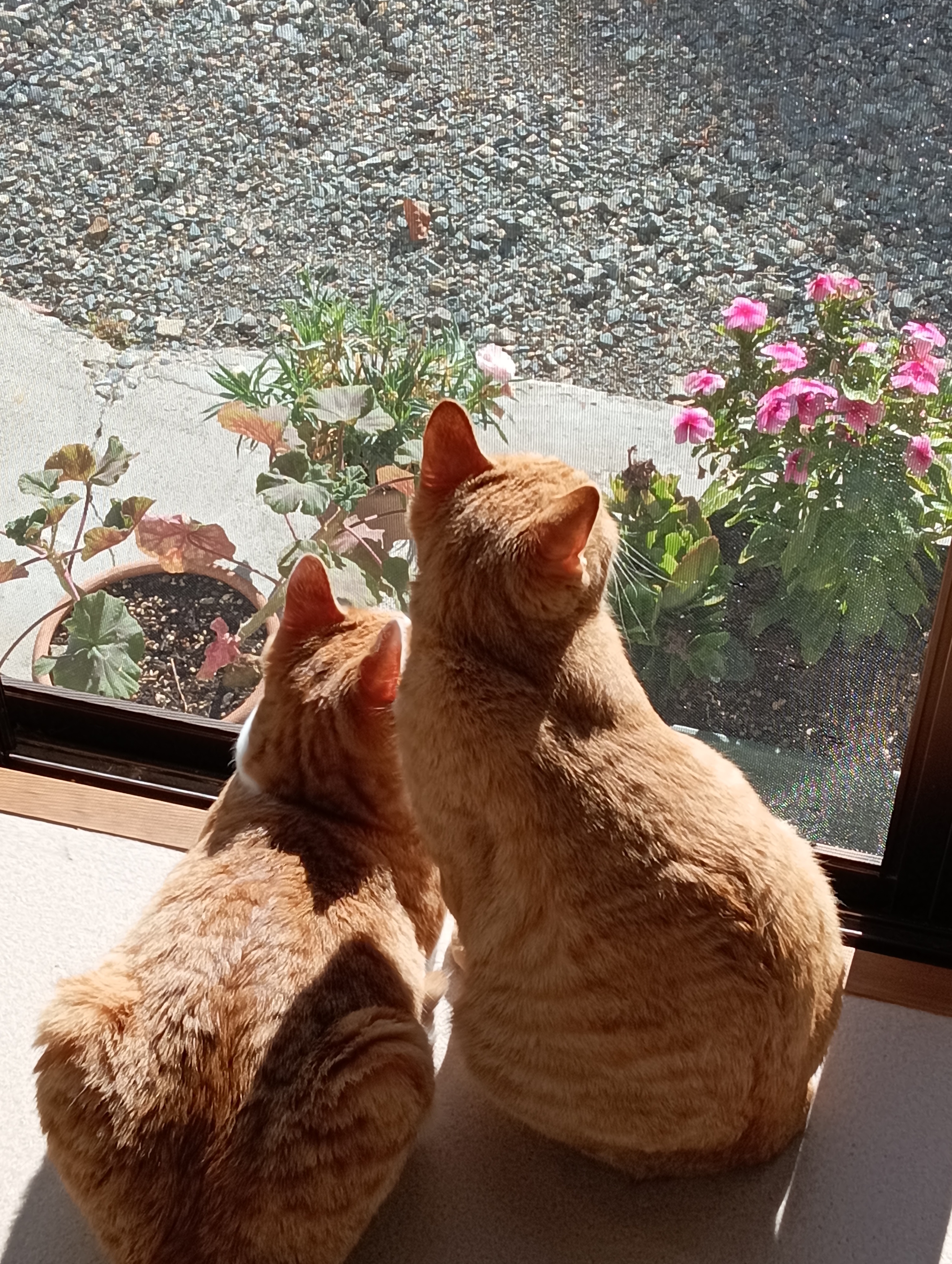 　　　　　　　　　　　　　　　　　　　　　　　　　　　　　　　こんなにお花を咲かせてくれるもんね