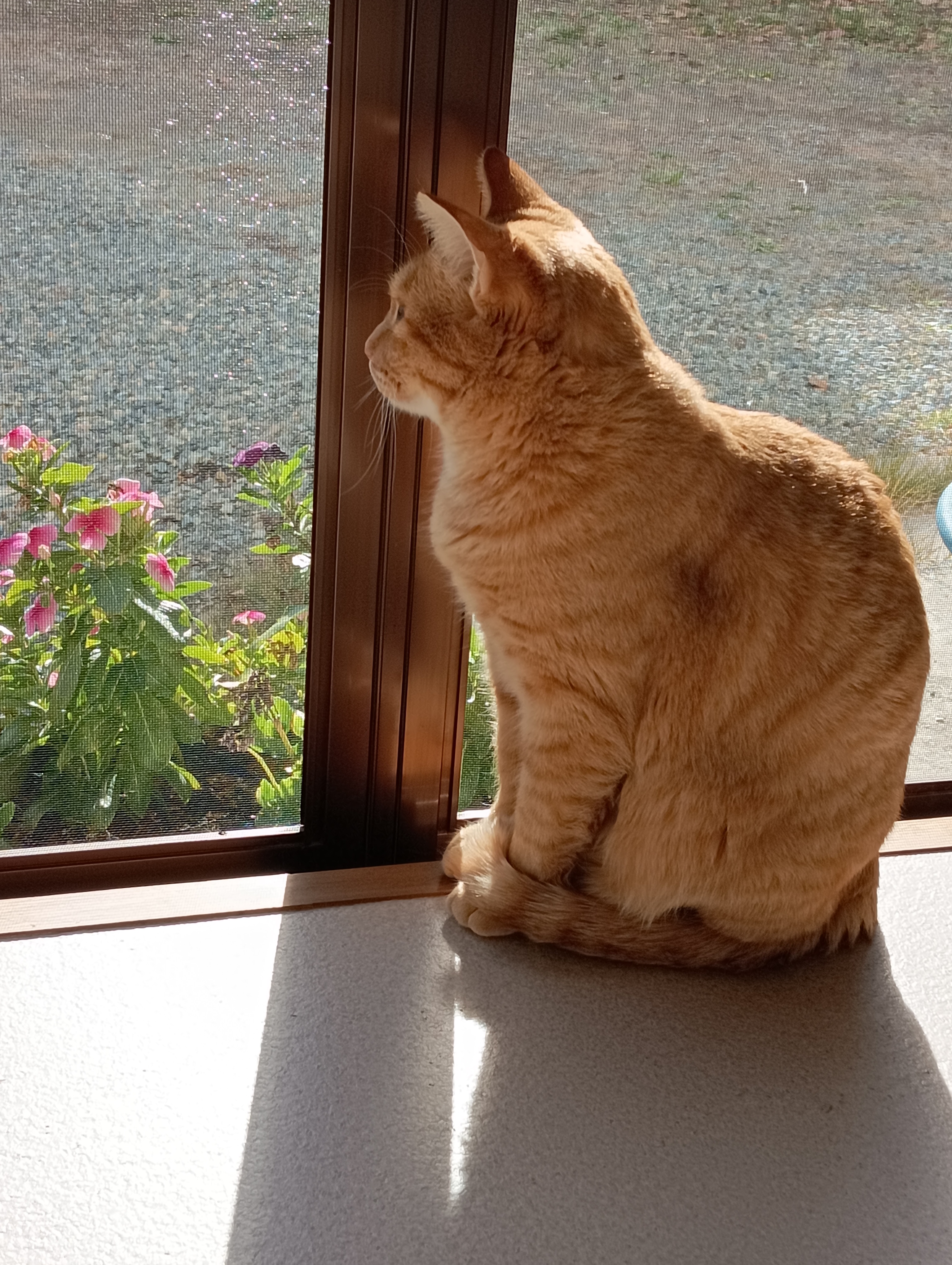 　　　　　　　　　　　　　　　　　　　　　　　　　　　　　　チーコさん、元気がないですね、物思いに沈んで・・・・