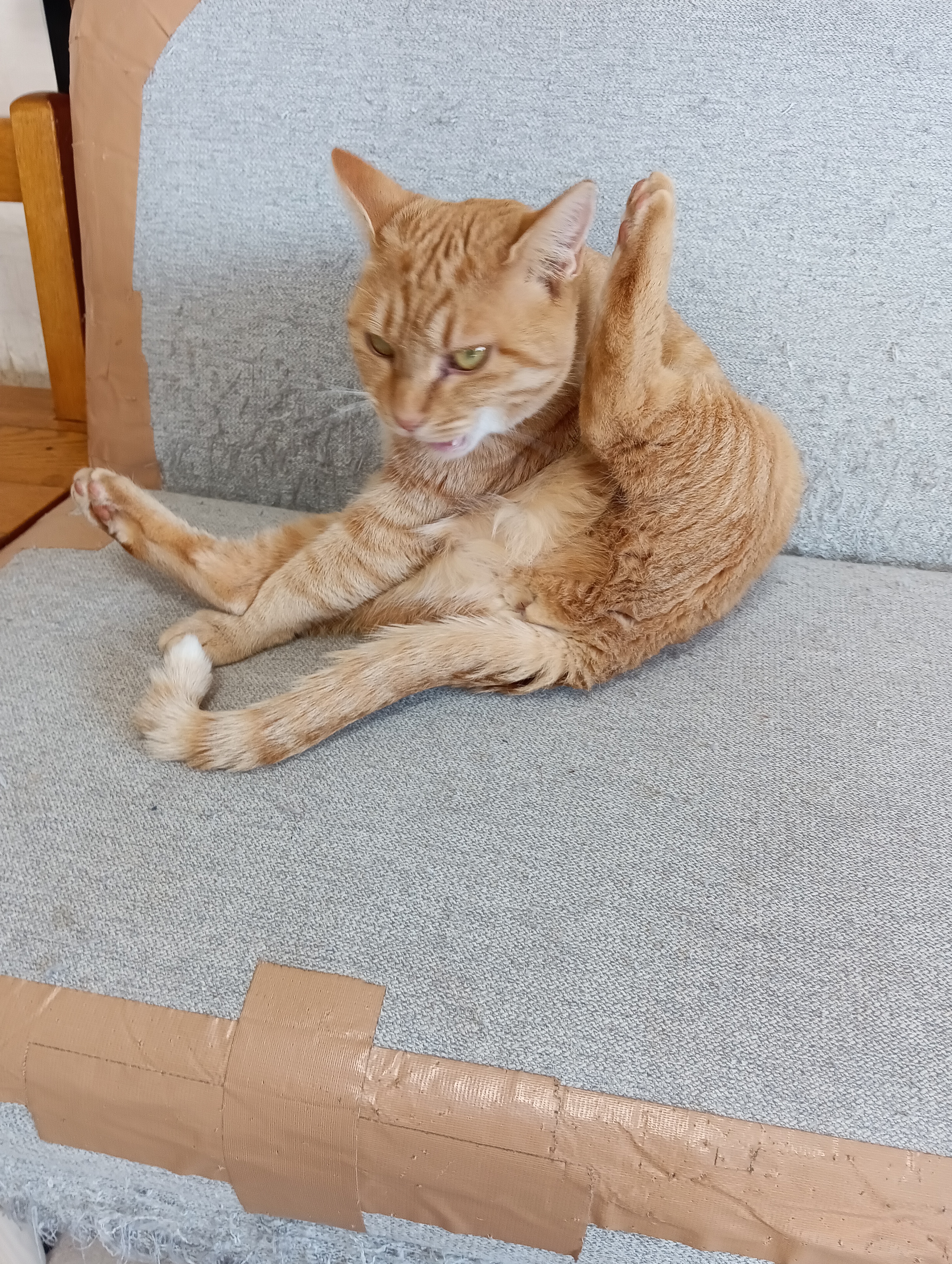 　　　　　　　　　　　　　　　　　　　　　　　お次はこれよ、招き猫の練習（招き猫は前足よ、それは後ろ足じゃないですか）