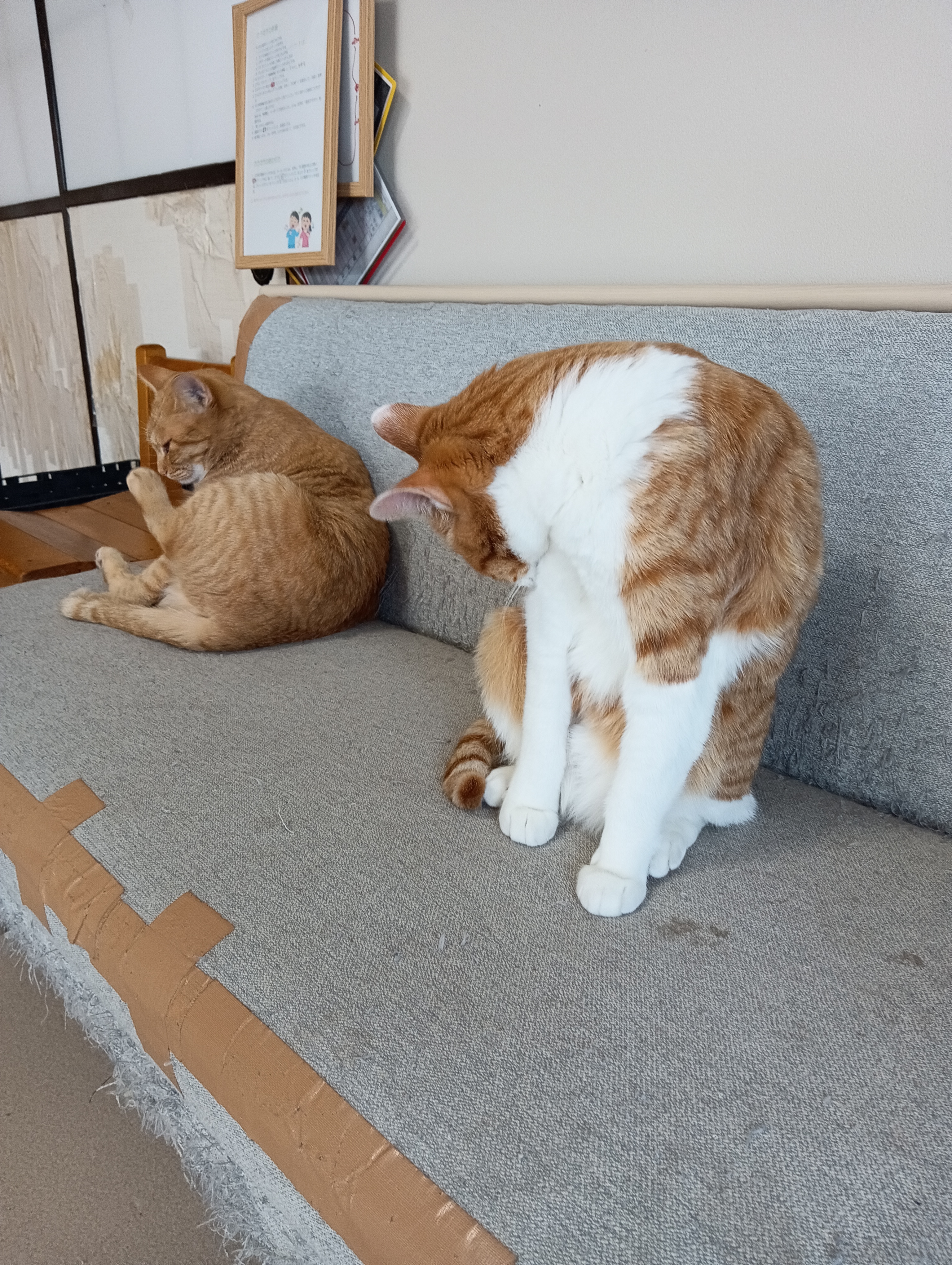 　　　　　　　　　　　　　　　　　　　　　　　　　　　チーちゃんはストレッチか、ぼくもできるよ