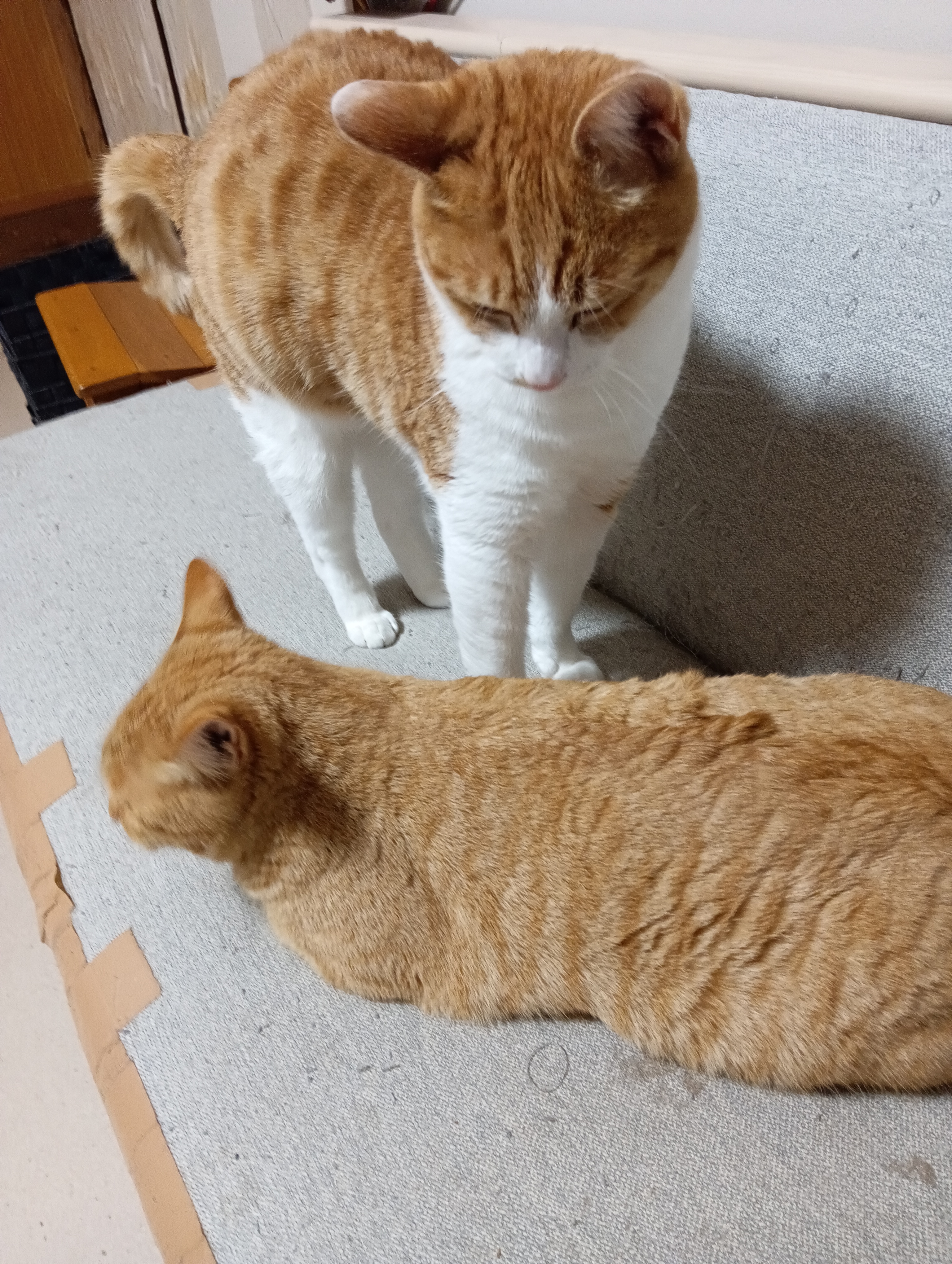                                                 このところめっきり肥えたにゃあ、枕にしちゃおう