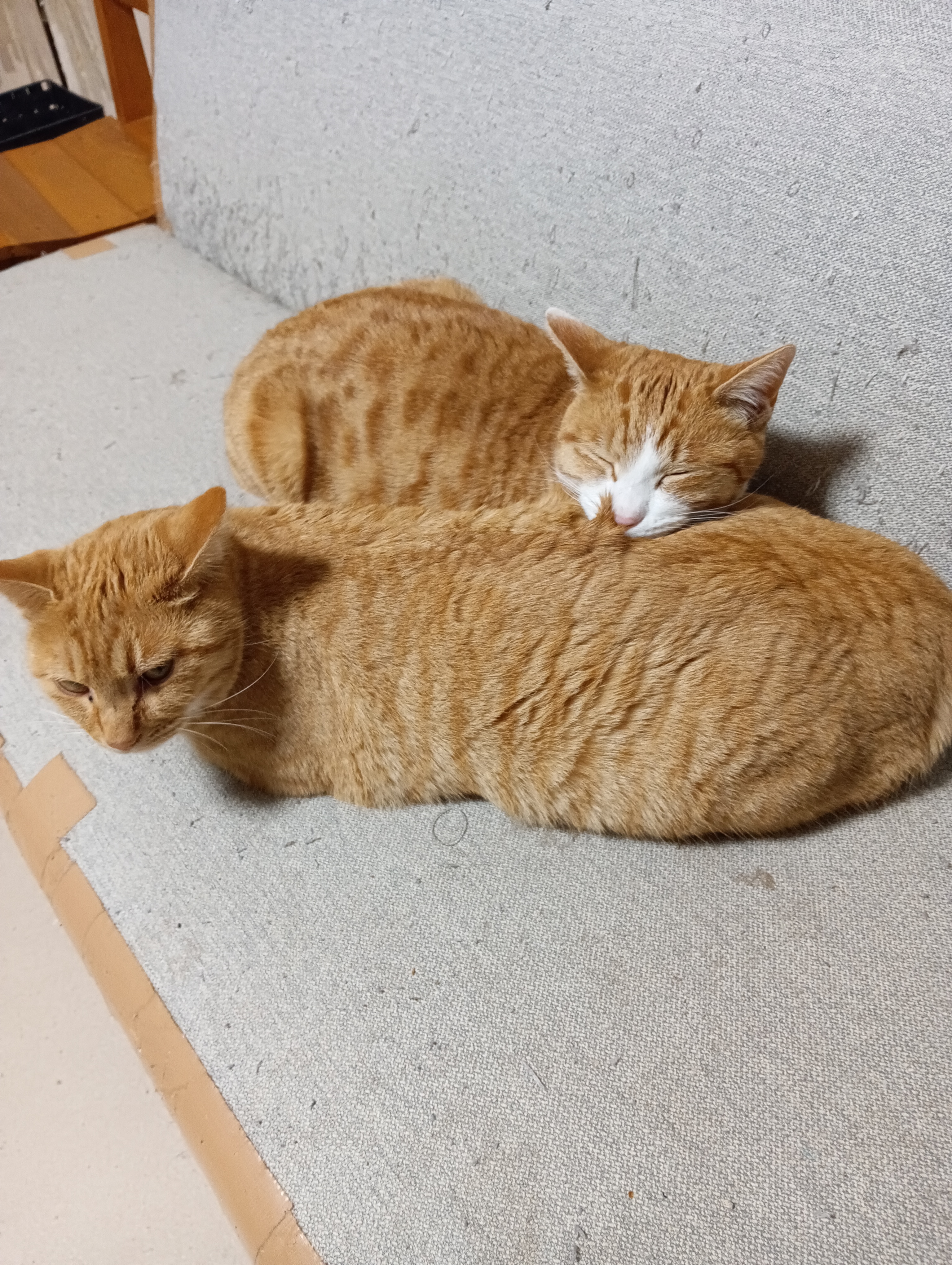 　　　　　　　　　　　　　　　　　　　　　　あたちは重いんだけどにゃあ　　　　　　　　　　
