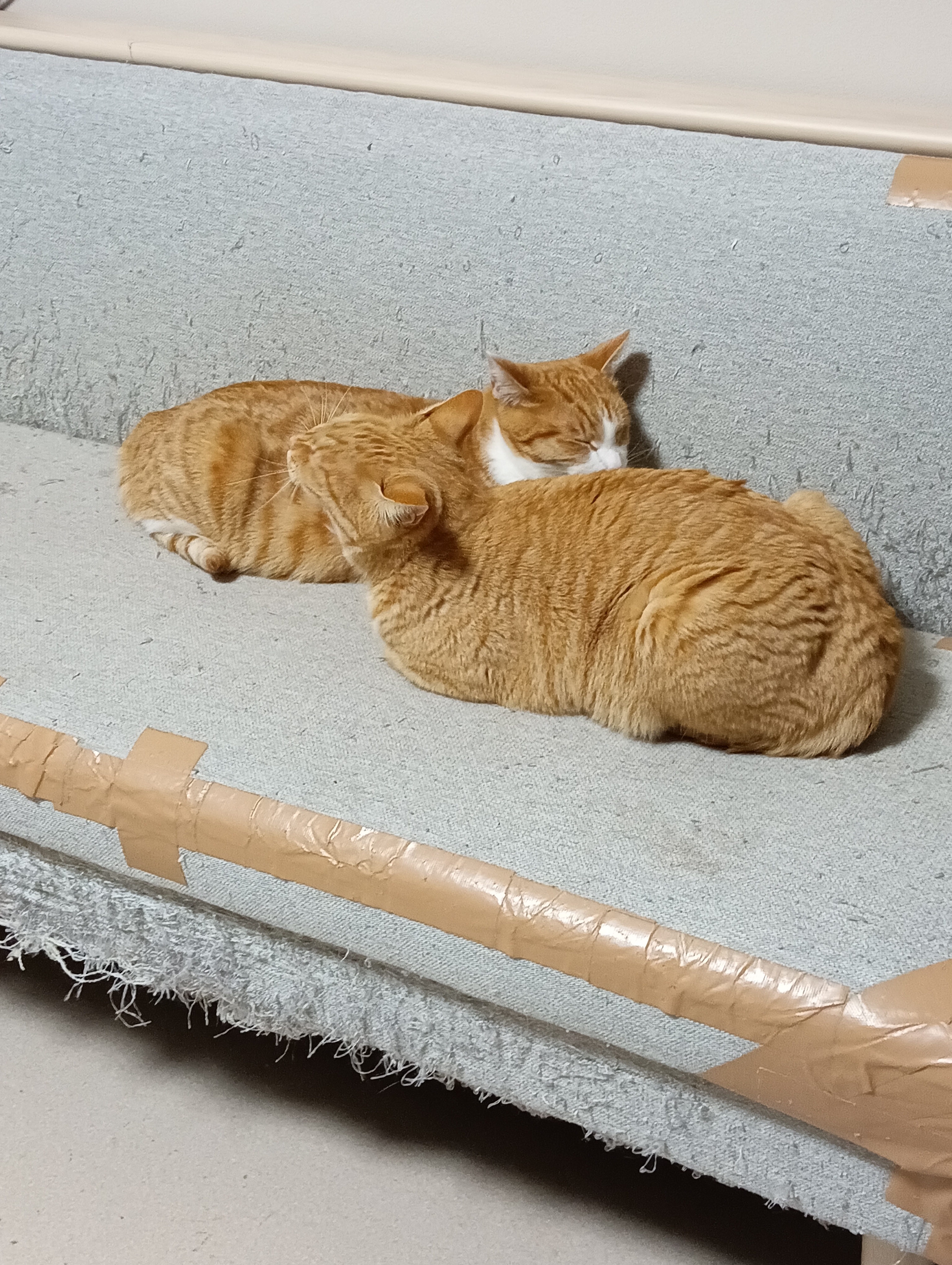 　　　　　　　　　　　　　　　　　　　　　　　　　　　　　かわってもらうにゃあ