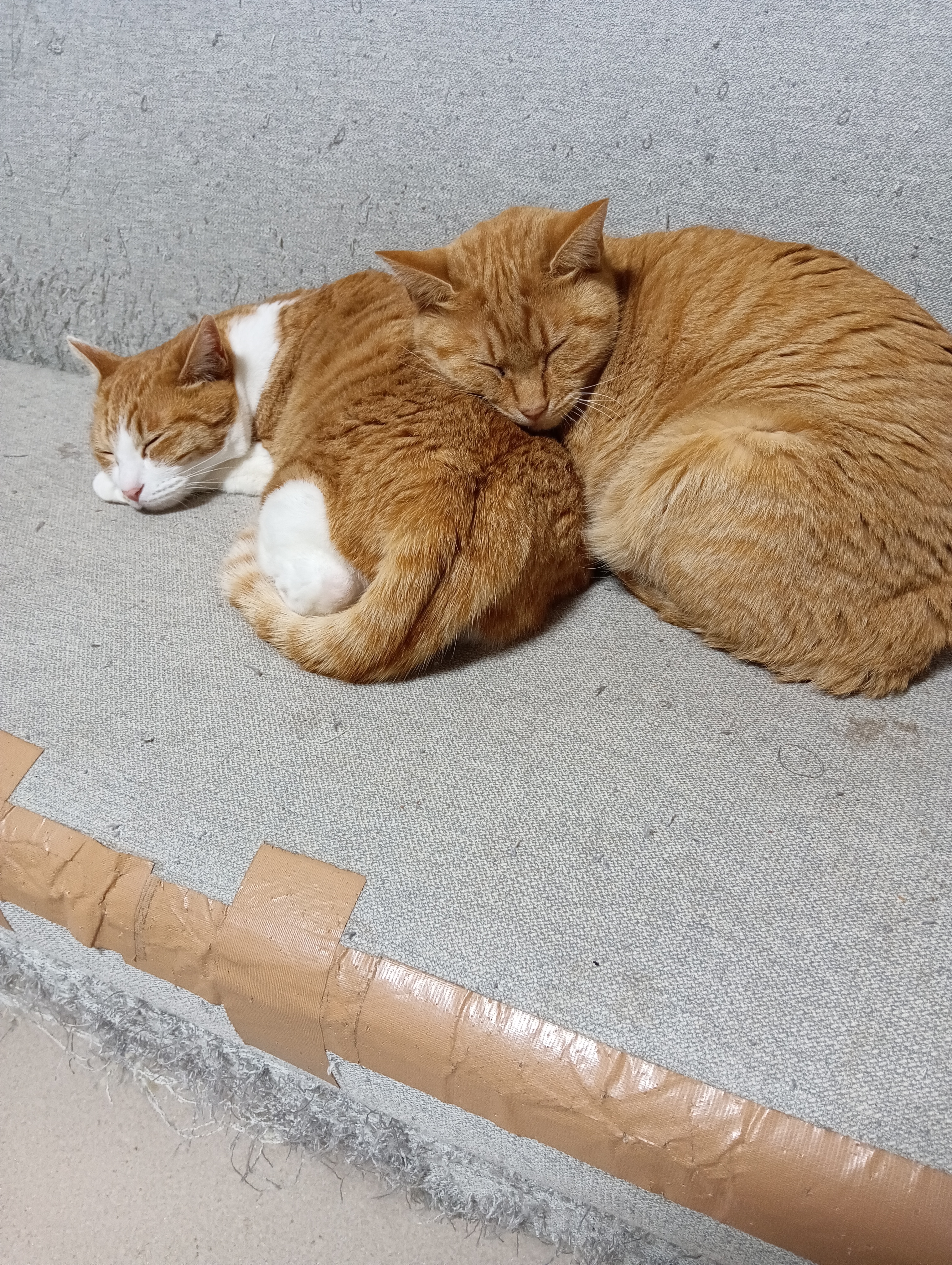 　　　　　　　　　　　　　　　　　　　　　　　　これでいい？　うんなかなかぐあいがいいにゃあ、おやすみなさい