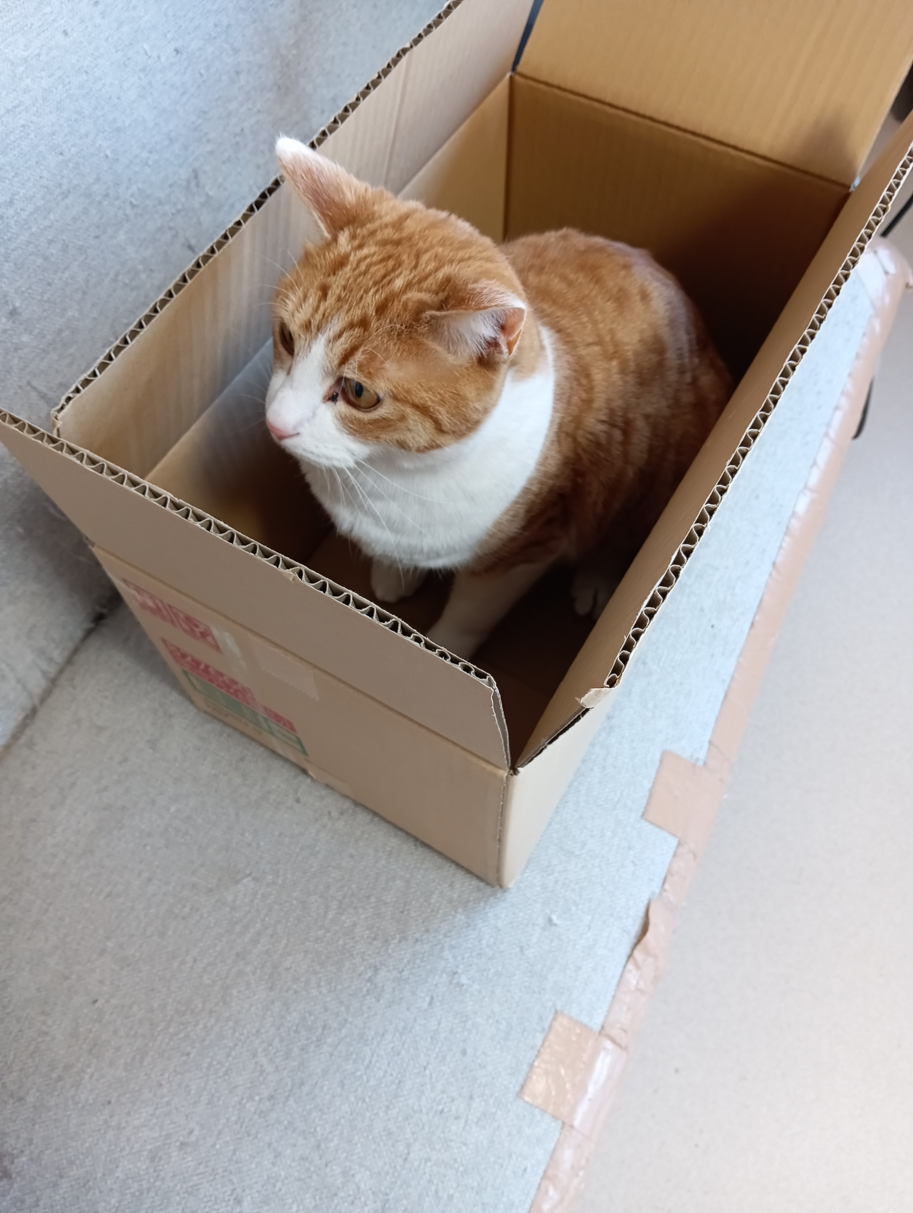                                      あ～あ　せっかく家出したのに宅急便で戻されちゃったにゃあ