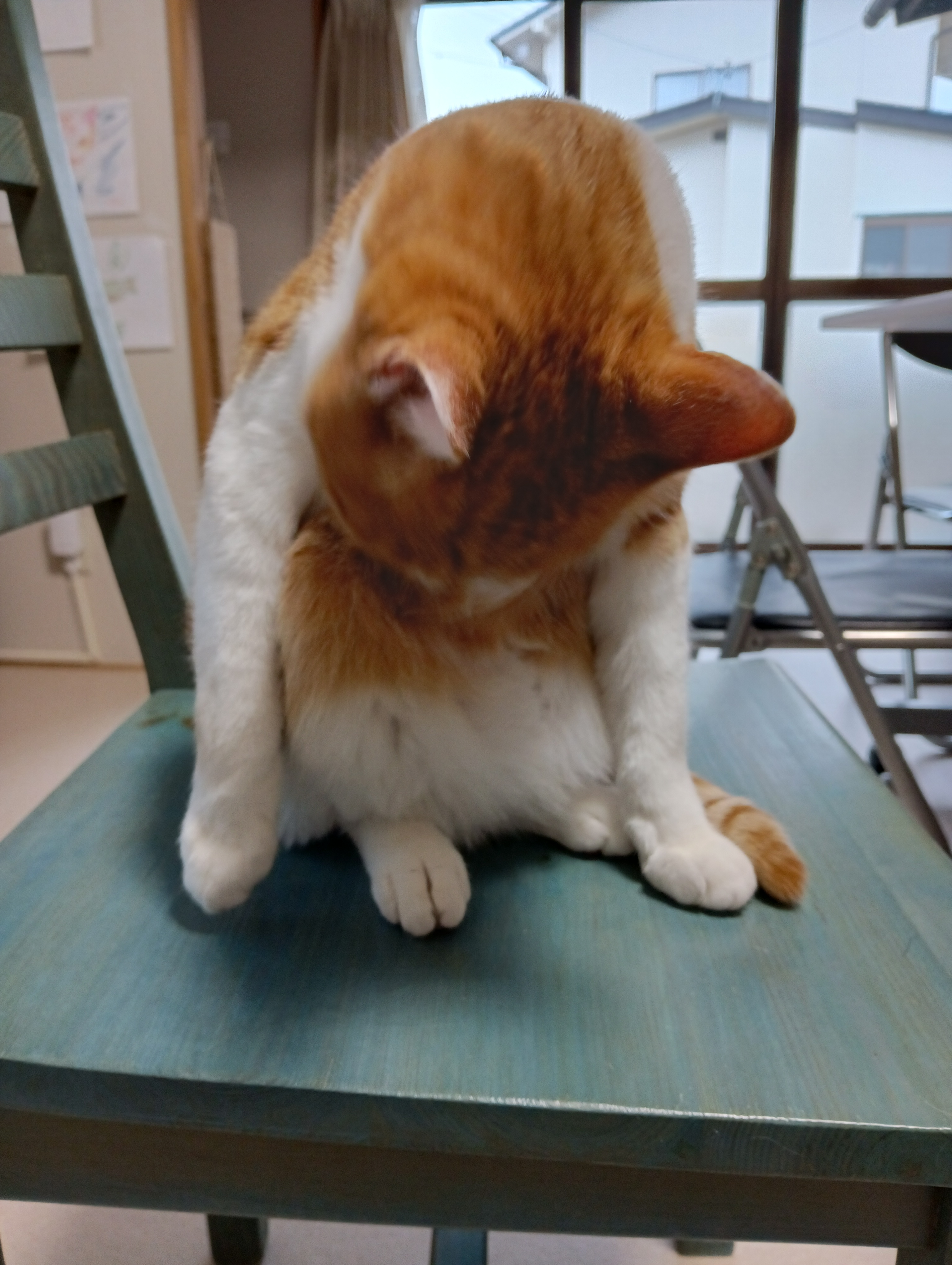 　　　　　　　　　　　　　　　　　　　　　　　まずはおなかの毛並みのお手入れにゃあ