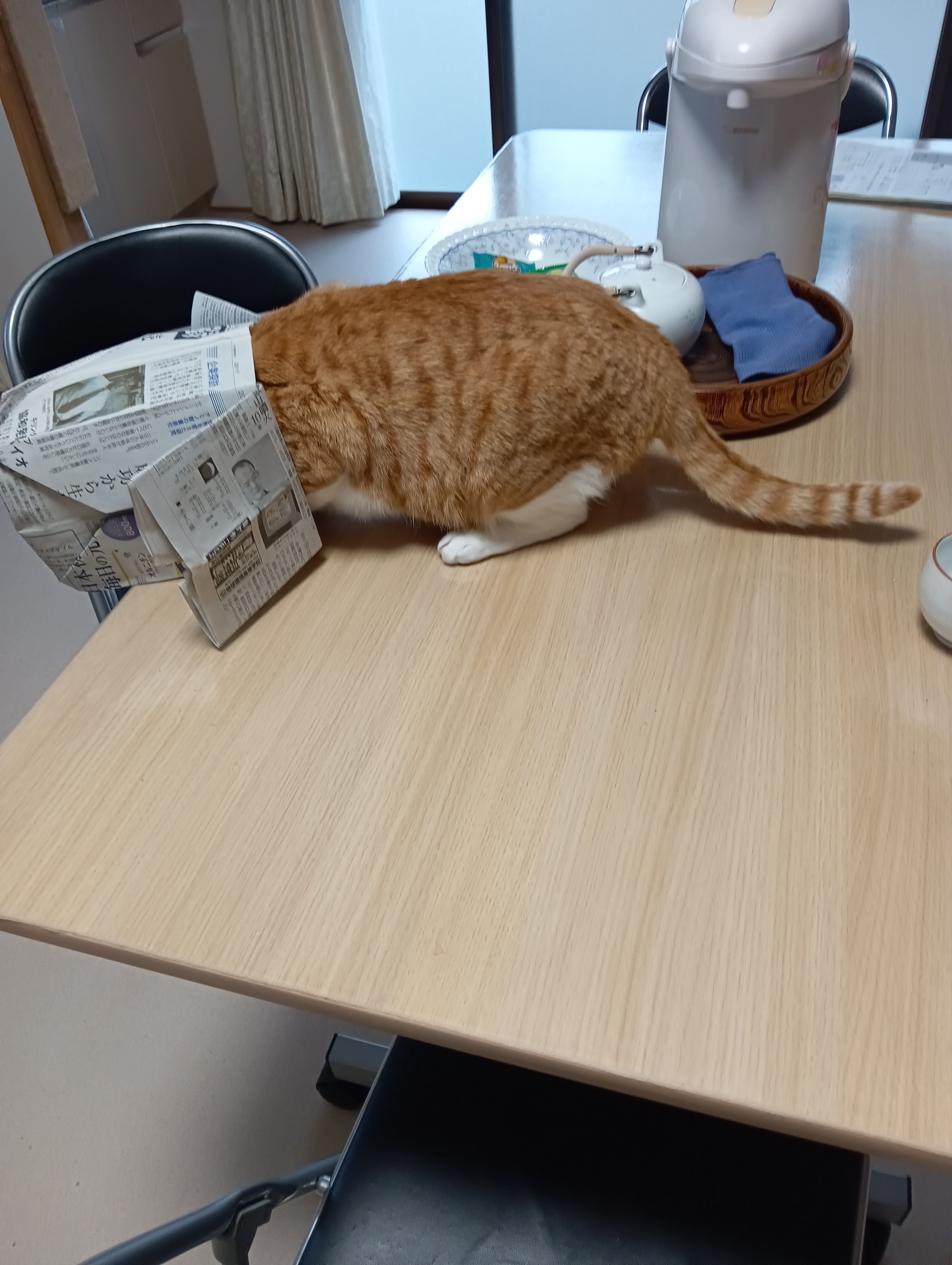 　　　　　　　　　　　　　　　　　　　　　　　　シーちゃん！　ゴミ袋あさりはやめて！！