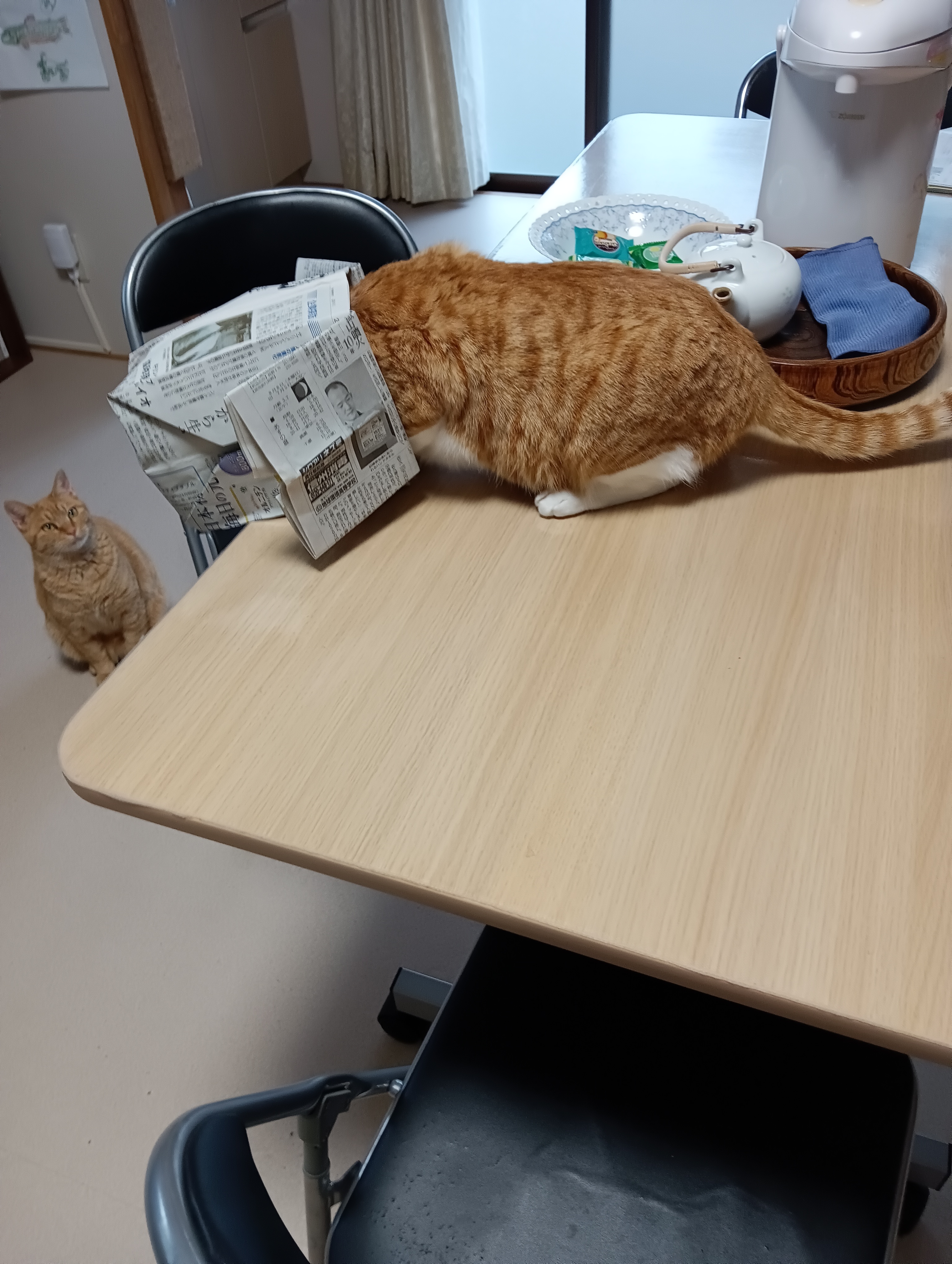 　　　　　　　　　　　　　　　　　　　　　　　　　まあ！　シーちゃん落っこちるにゃあ、あたち知らない