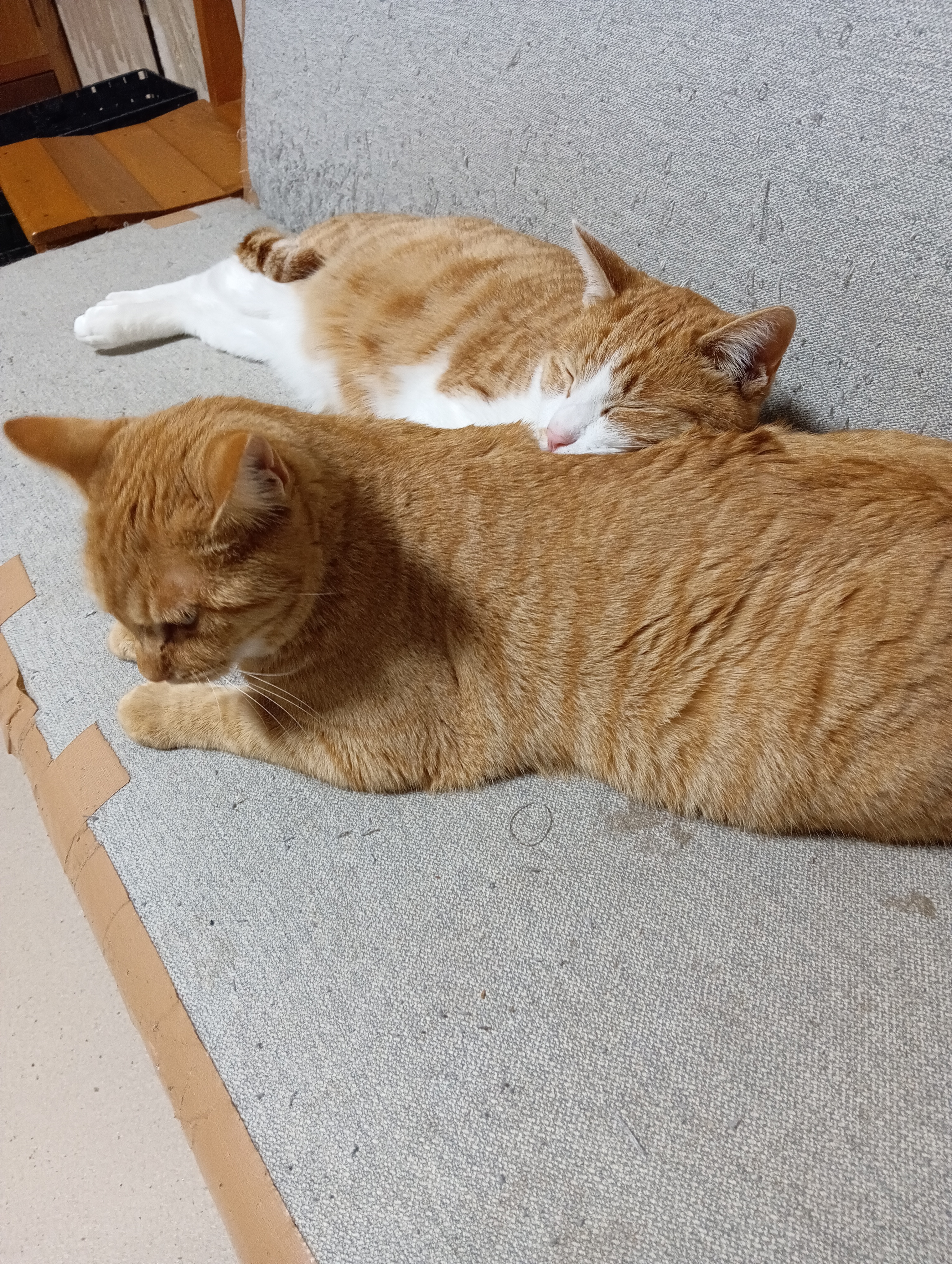　　　　　　　　　　　　　　　　　　　　　　　　　　　　　　　あたちはやだ、シーちゃんにやらせよう