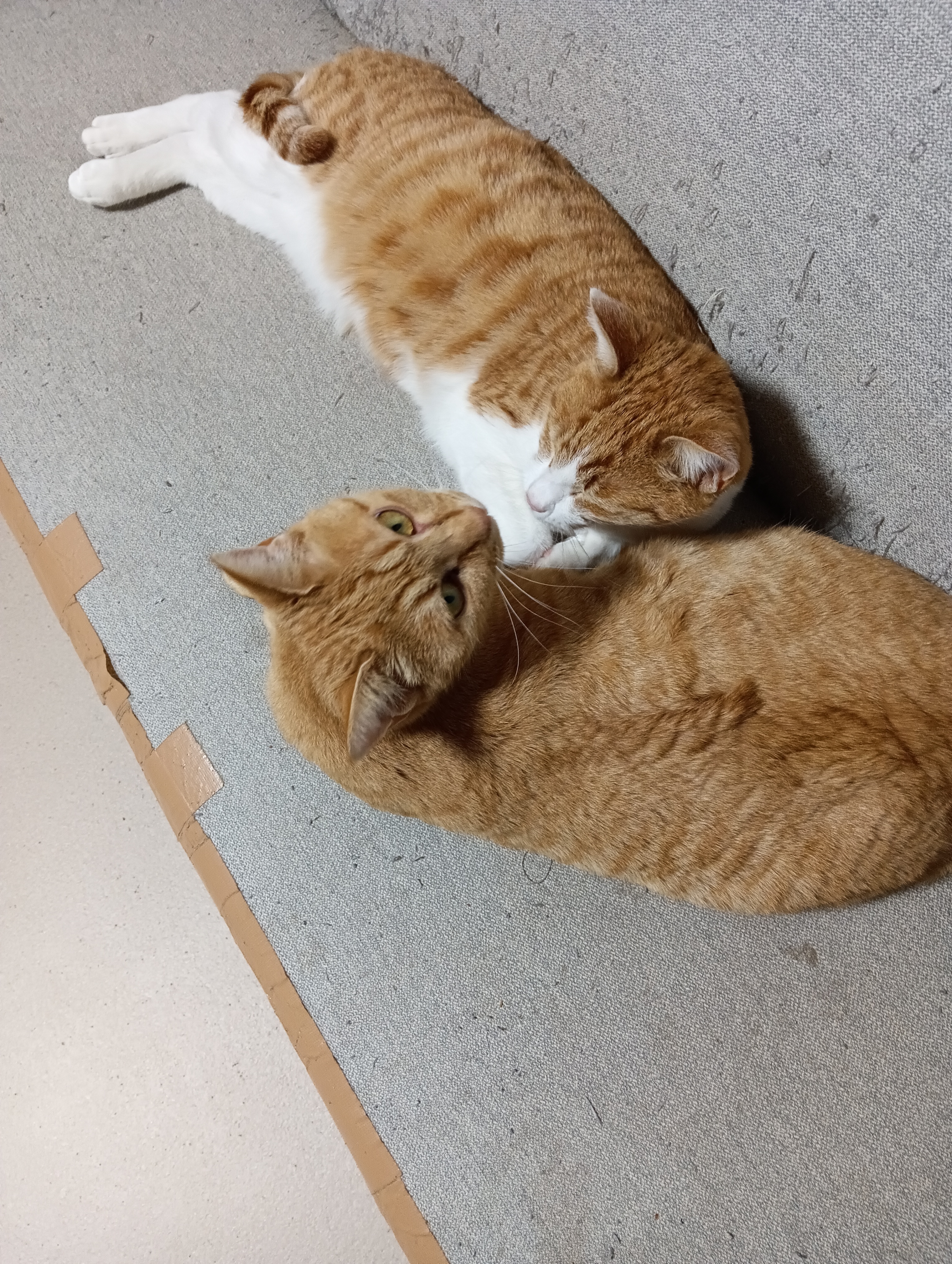 　　　　　　　　　　　　　　　　　　　　　　やい！ニンゲン、なに撮ってるのさ、なに猫の笑い顔？
