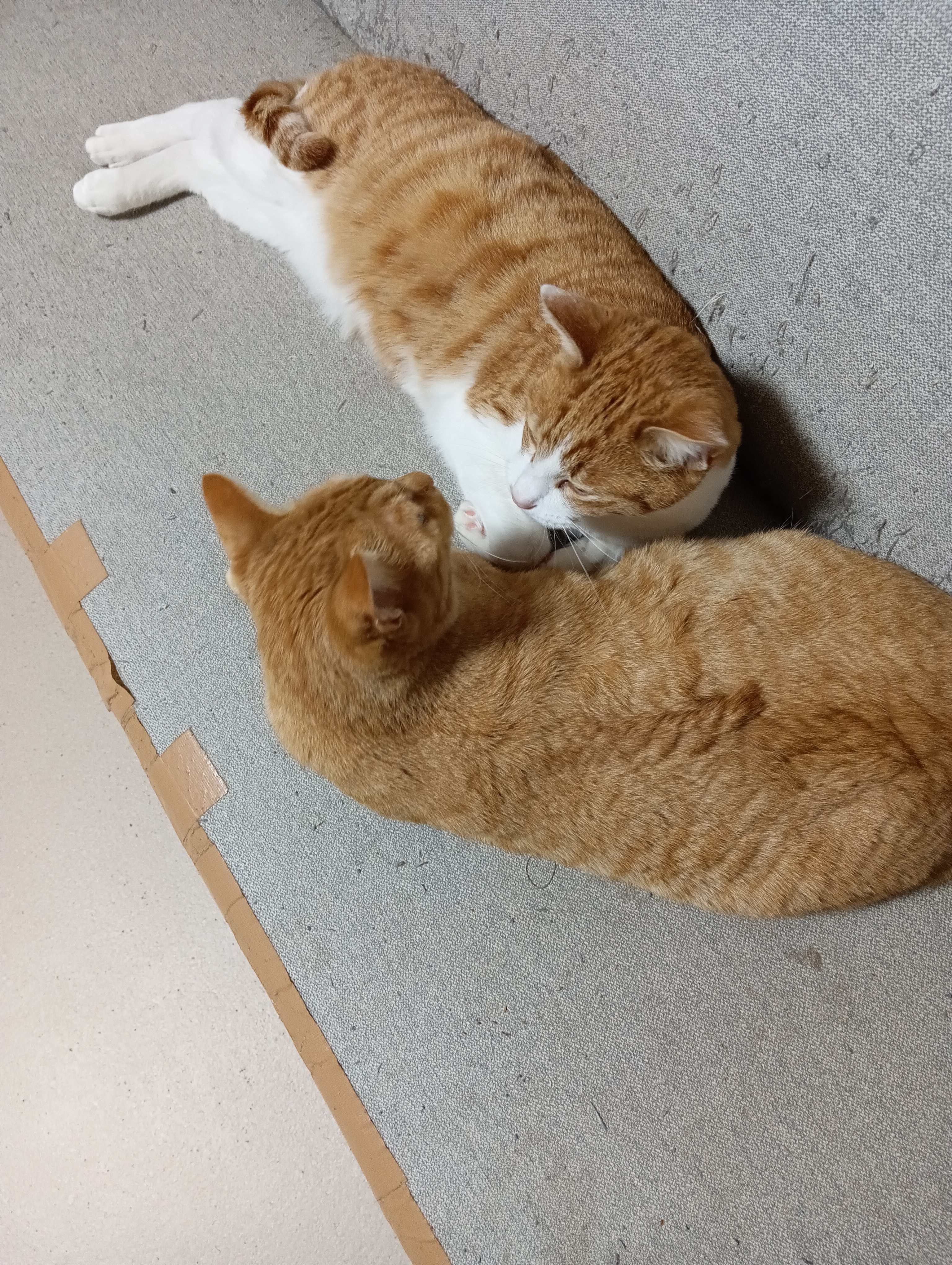 　　　　　　　　　　　　　　　　　　　　　　　　シーちゃん、・・・・だってよ、え！やだ、しゃーない、あたち笑うか