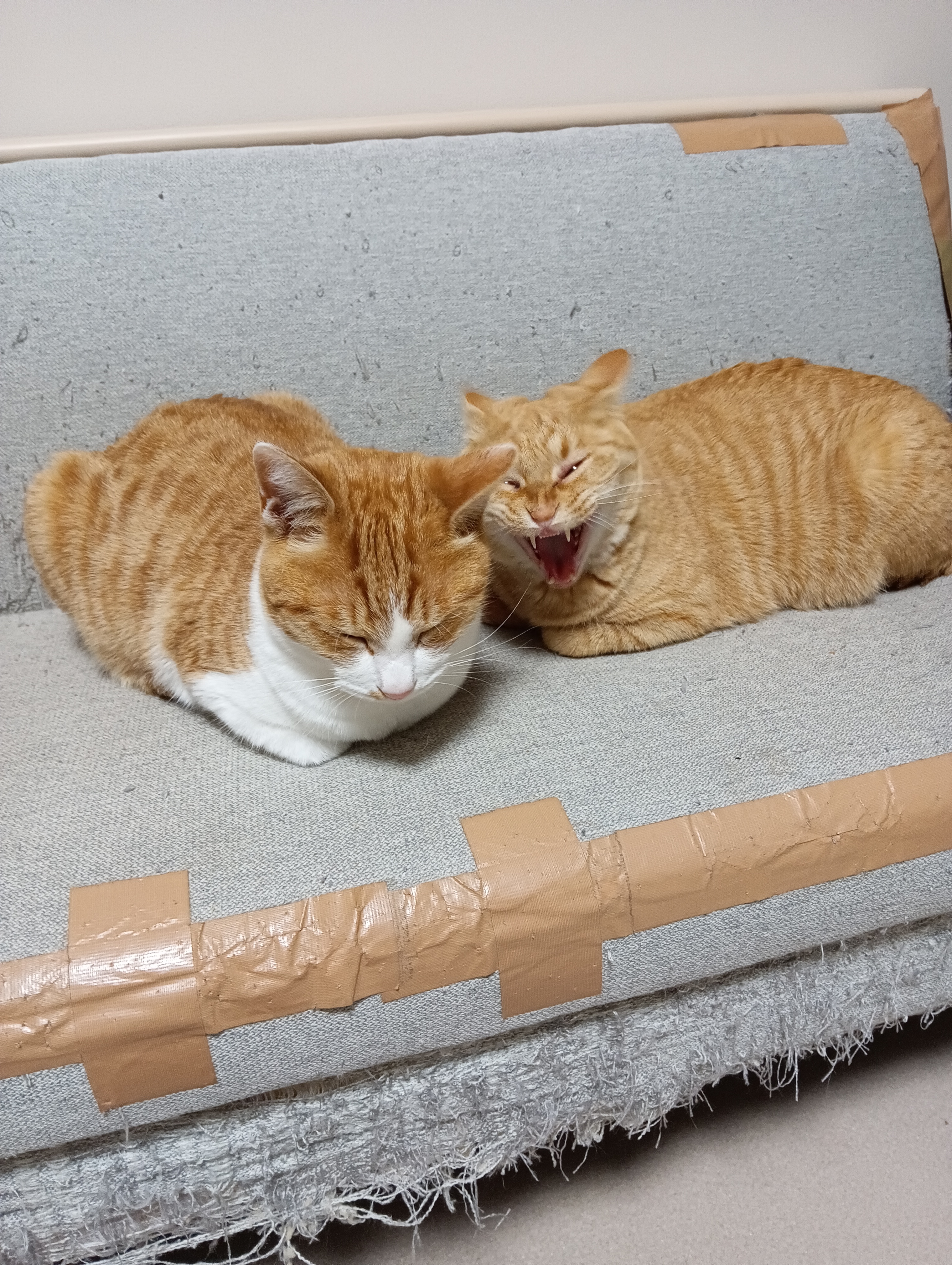 　　　　　　　　　　　　　　　　　　　　　　　　　　　　　　　　これでどうにゃ　　　　　　　あ～みっともない、われら猫族はやたら笑わないのにゃ…