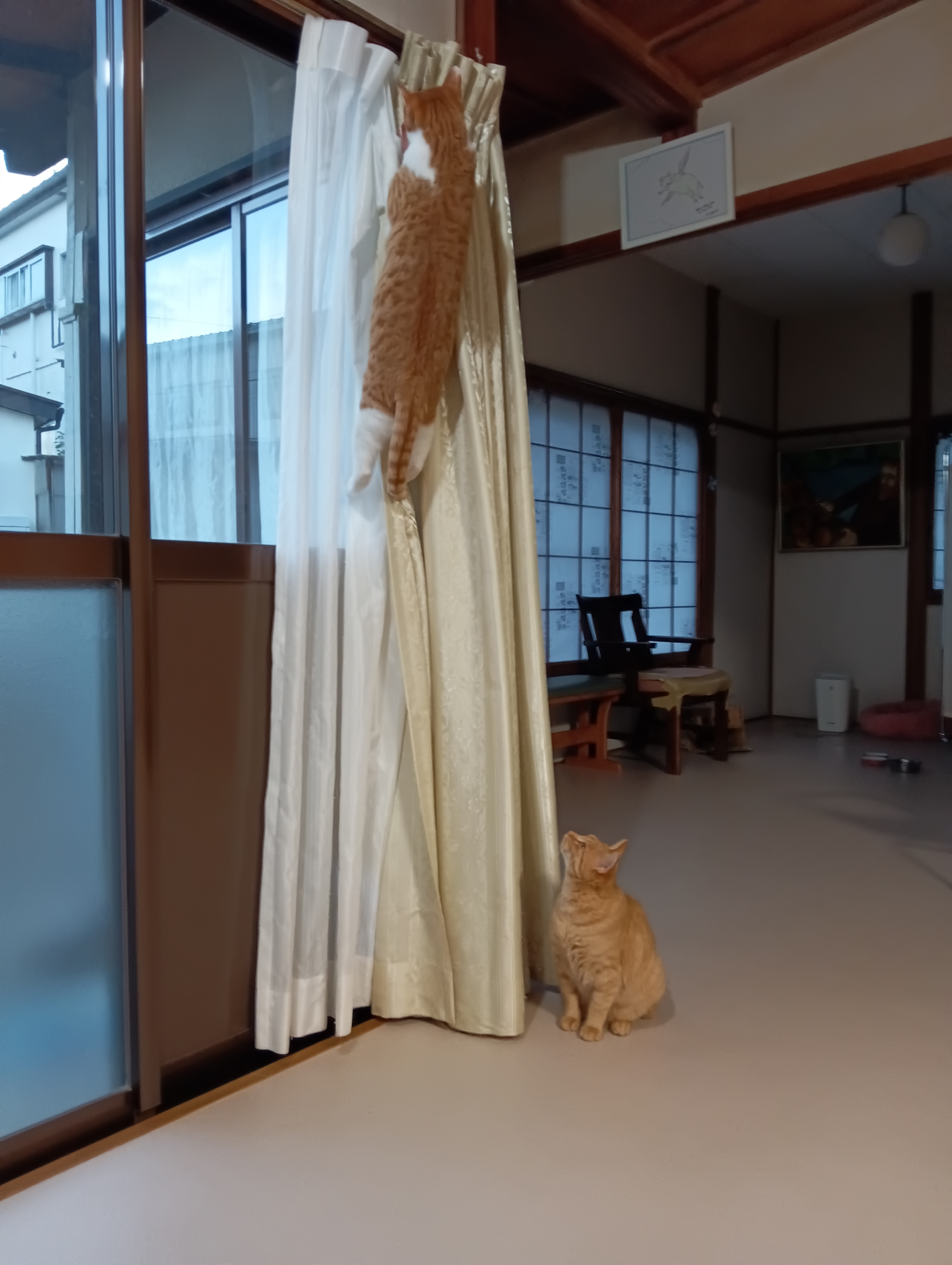                                                     シーちゃん、山登りも下りが肝心よ