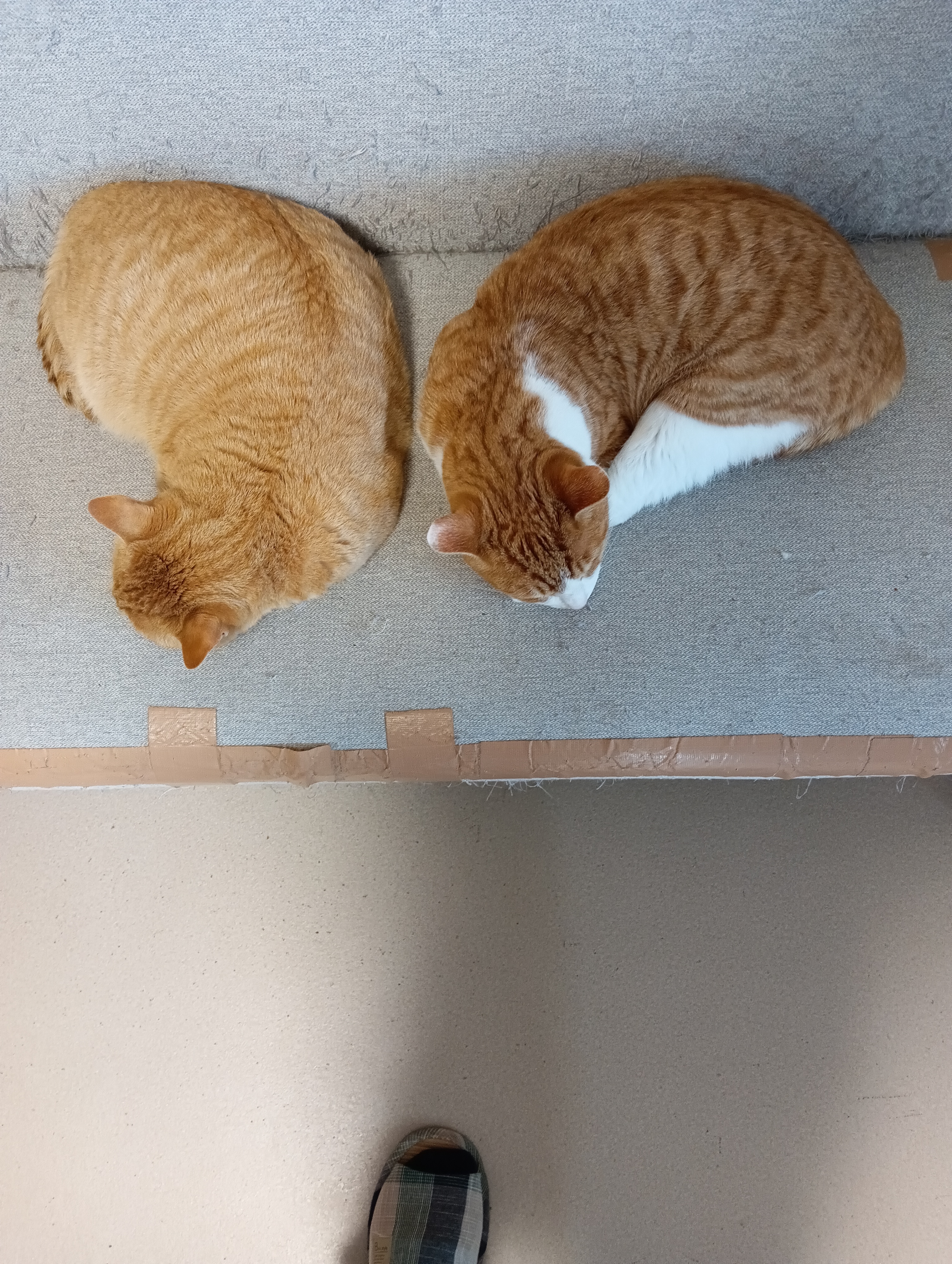 　　　　　　　　　　　　　　　　　　　　　　　　　もう‼　　場所かわってよ！　猫のX　　おしまい