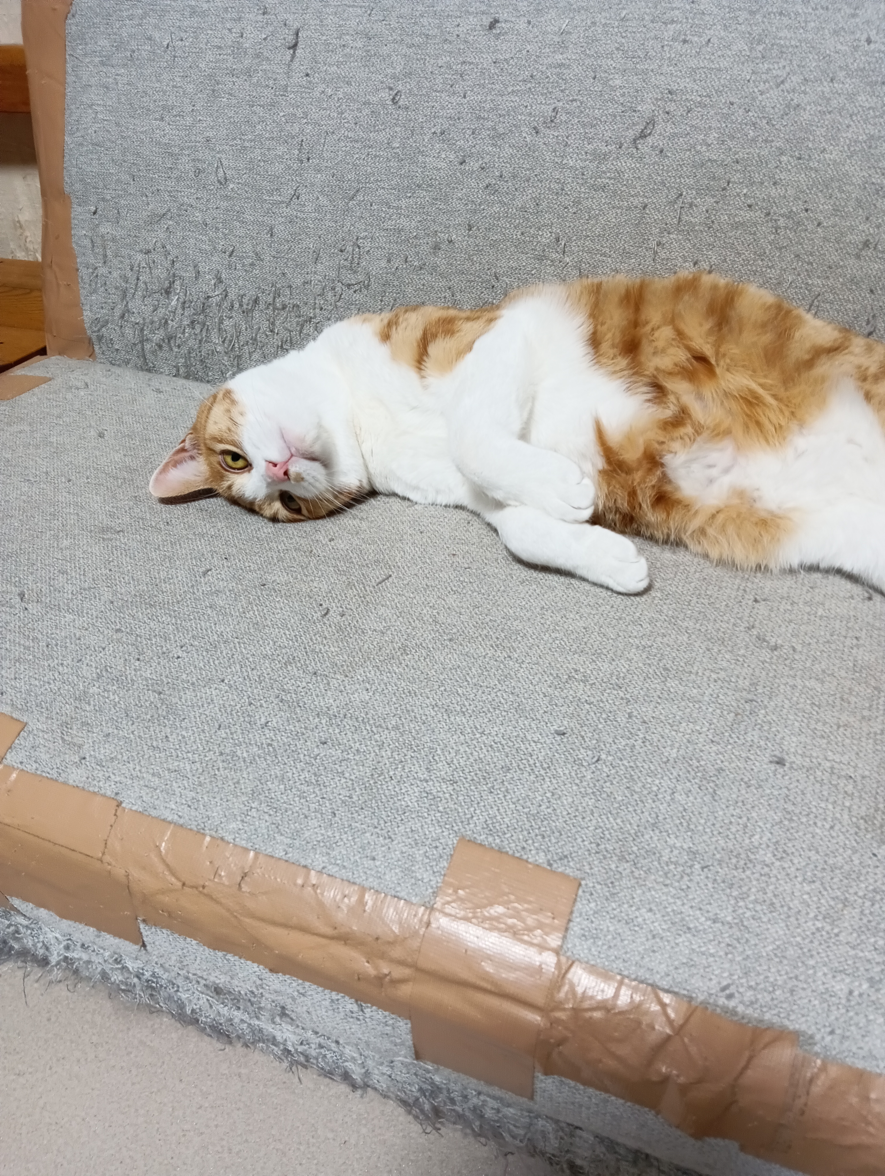                                             それに、 昨日のニンゲンどものクリスマス会のバカ騒ぎはにゃんだ！！