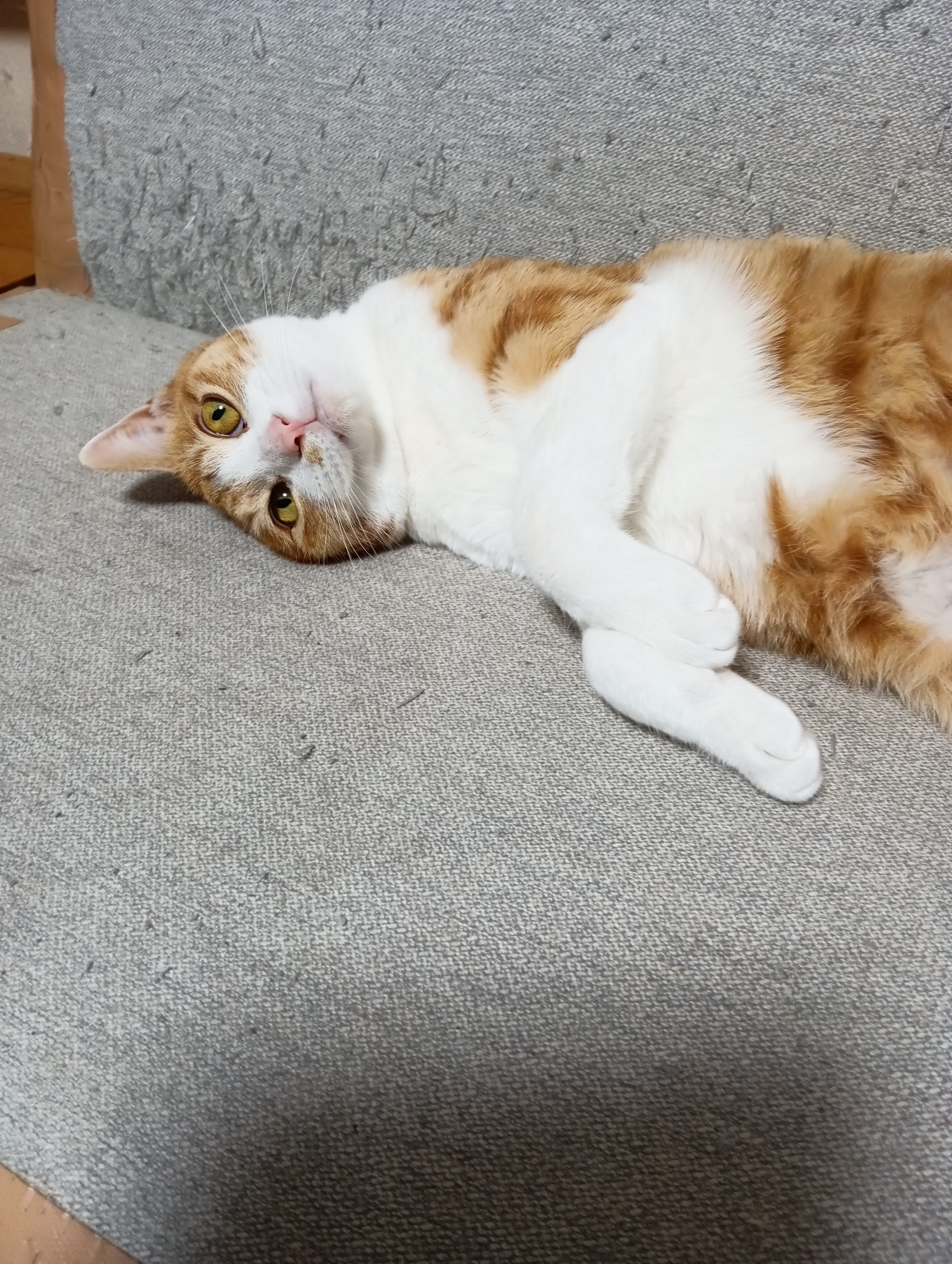 　　　　　　　　　　　　　　　　　　　おかげでゆうべはコーフンしてぜんぜん眠れんかったにゃあ