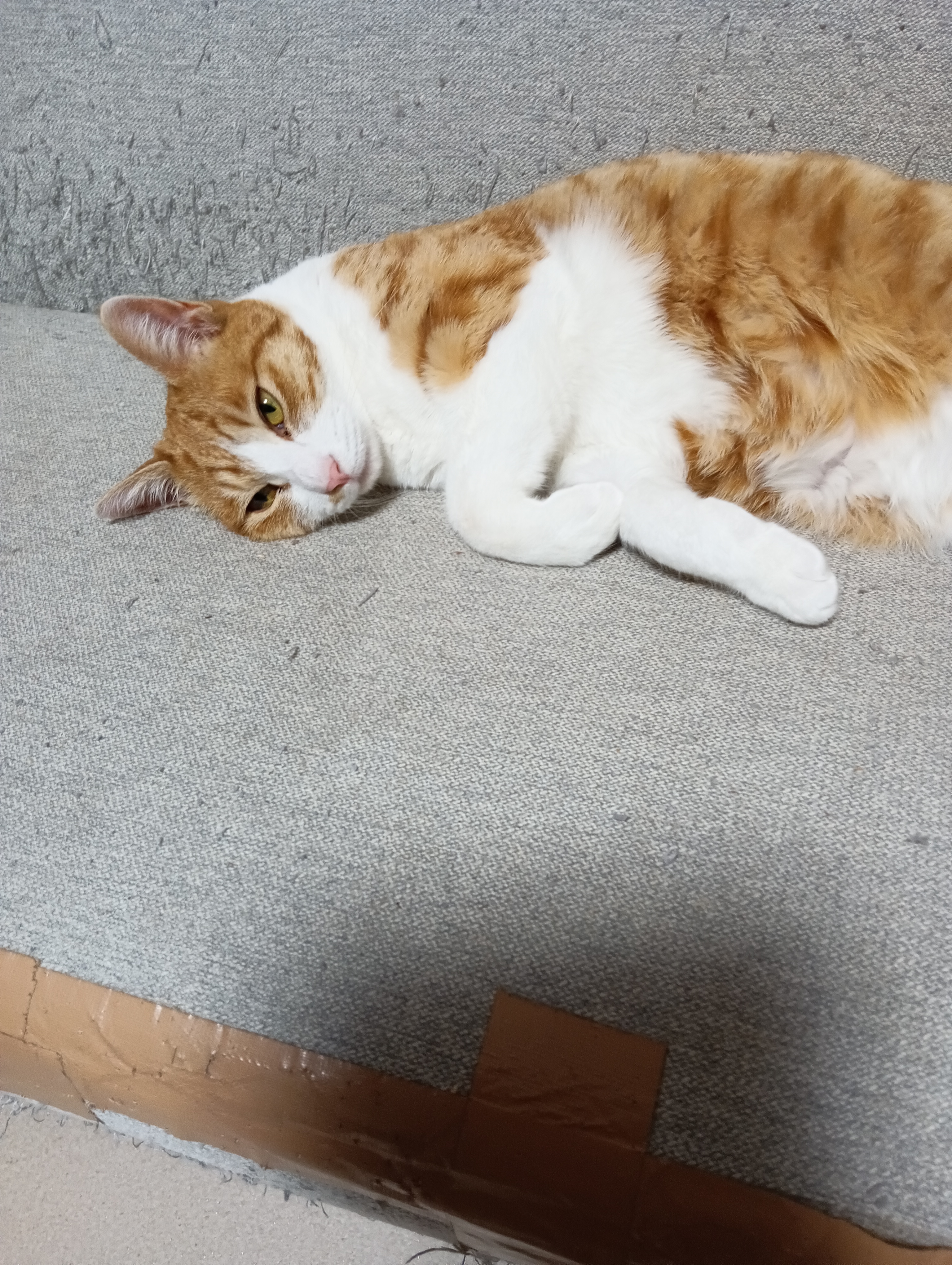 　　　　　　　　　　　　　　　　　　　　　　　　　　　　　やい！ニンゲン！、うらんでるにゃあ・・・・