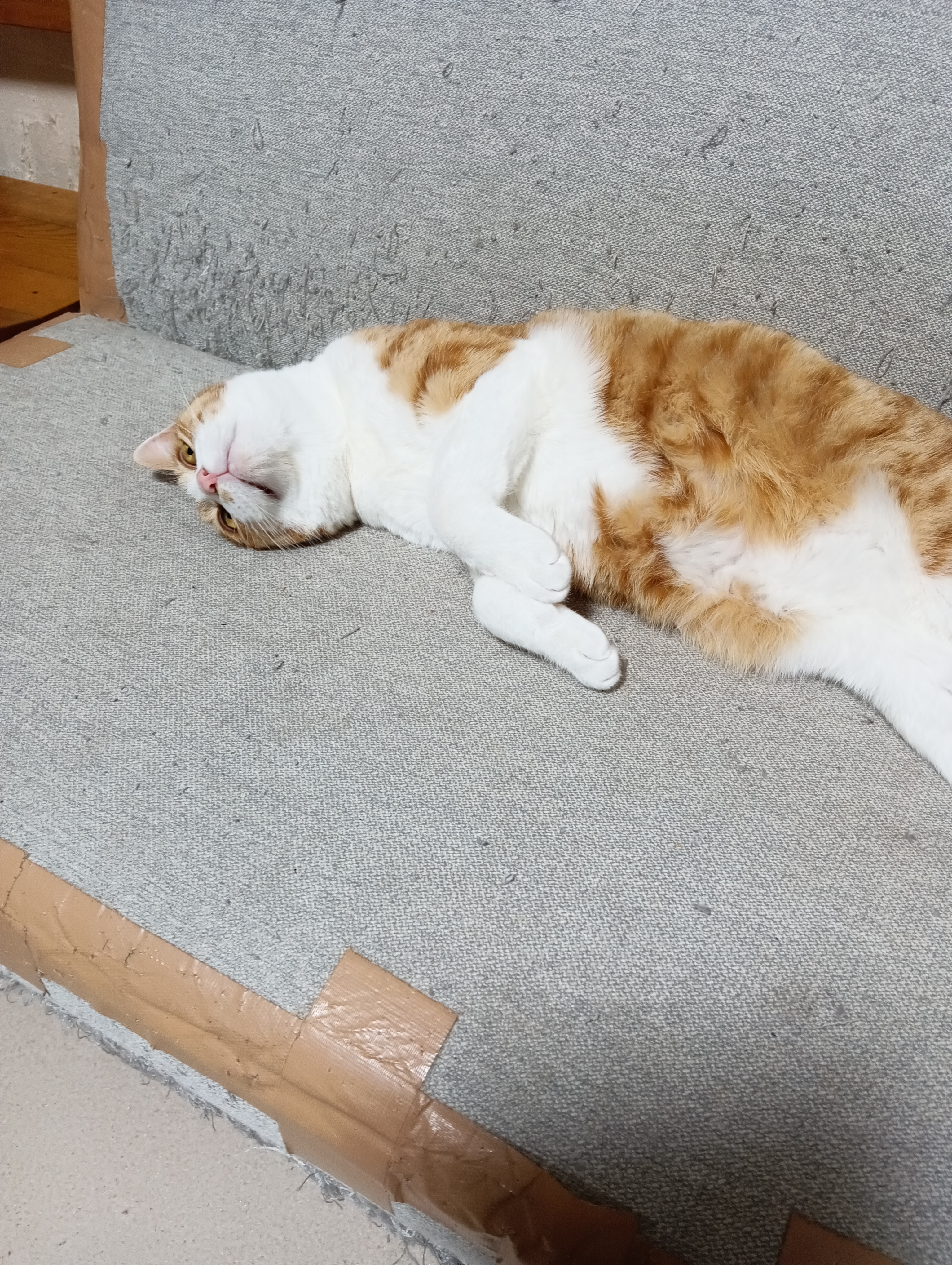 　　　　　　　　　　　　　　　　　　　　　　　　　　　　　　　　もうどうなってもいいにゃあ～　　　　　　化けてでてやるにゃあ