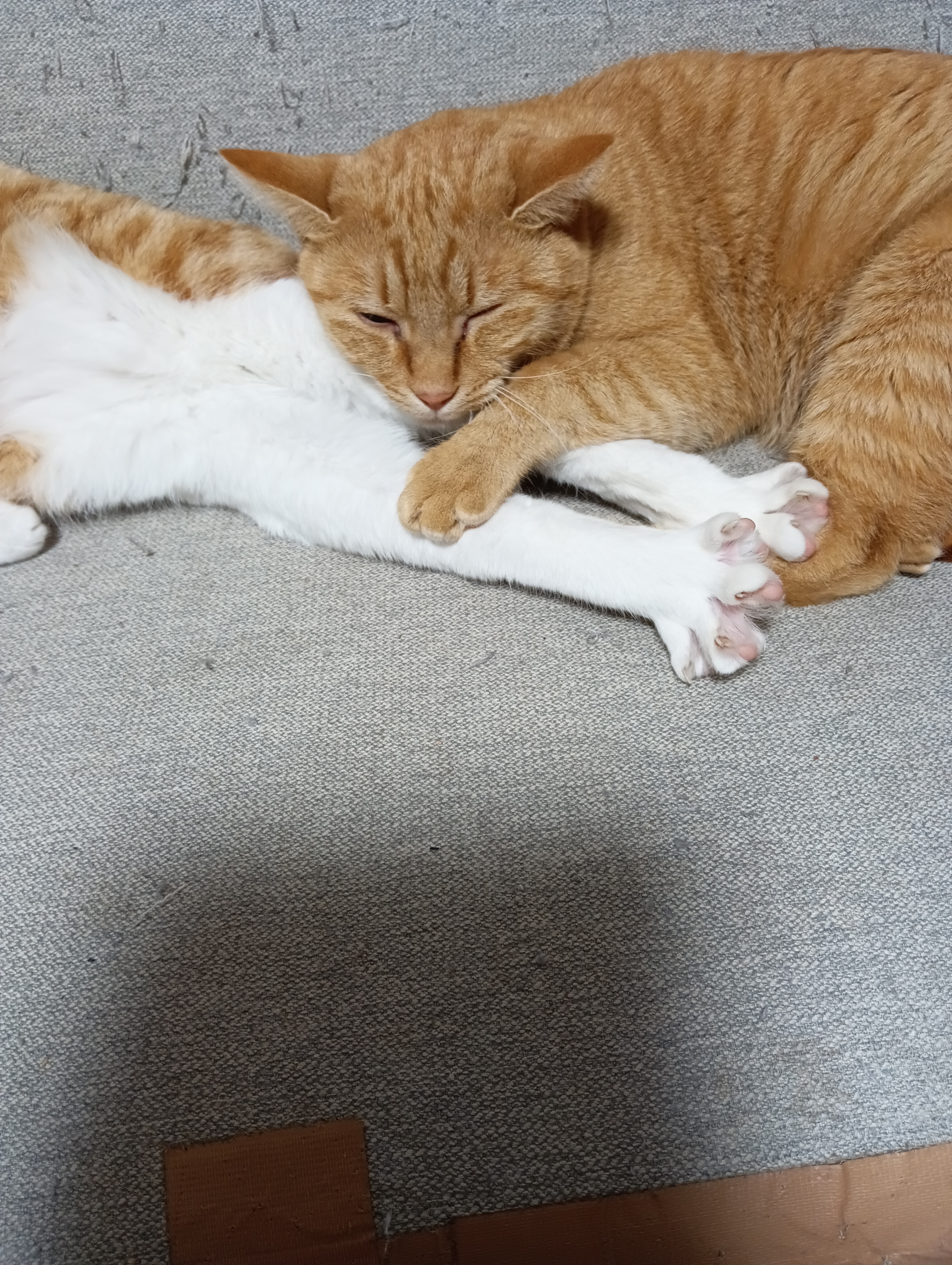 　　　　　　　　　　　　　　　　　　　　　　　　　　　　そうそう、とにかく眠いにゃあ、それにしてもこの枕はかたいにゃあ～