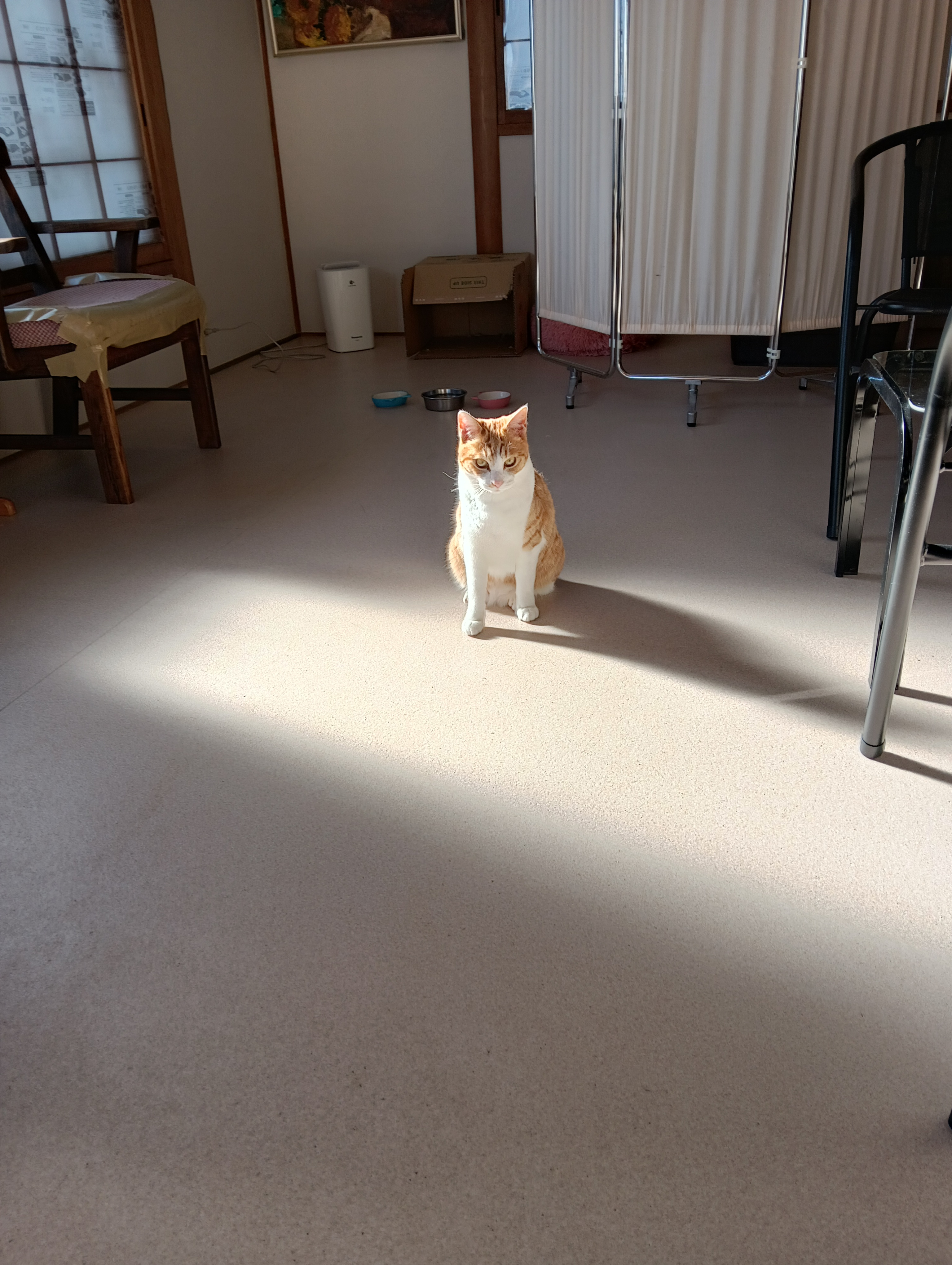                     （シーちゃん、どした、深刻ぶっちゃって）　ぼく大いに迷える境地なのにゃ