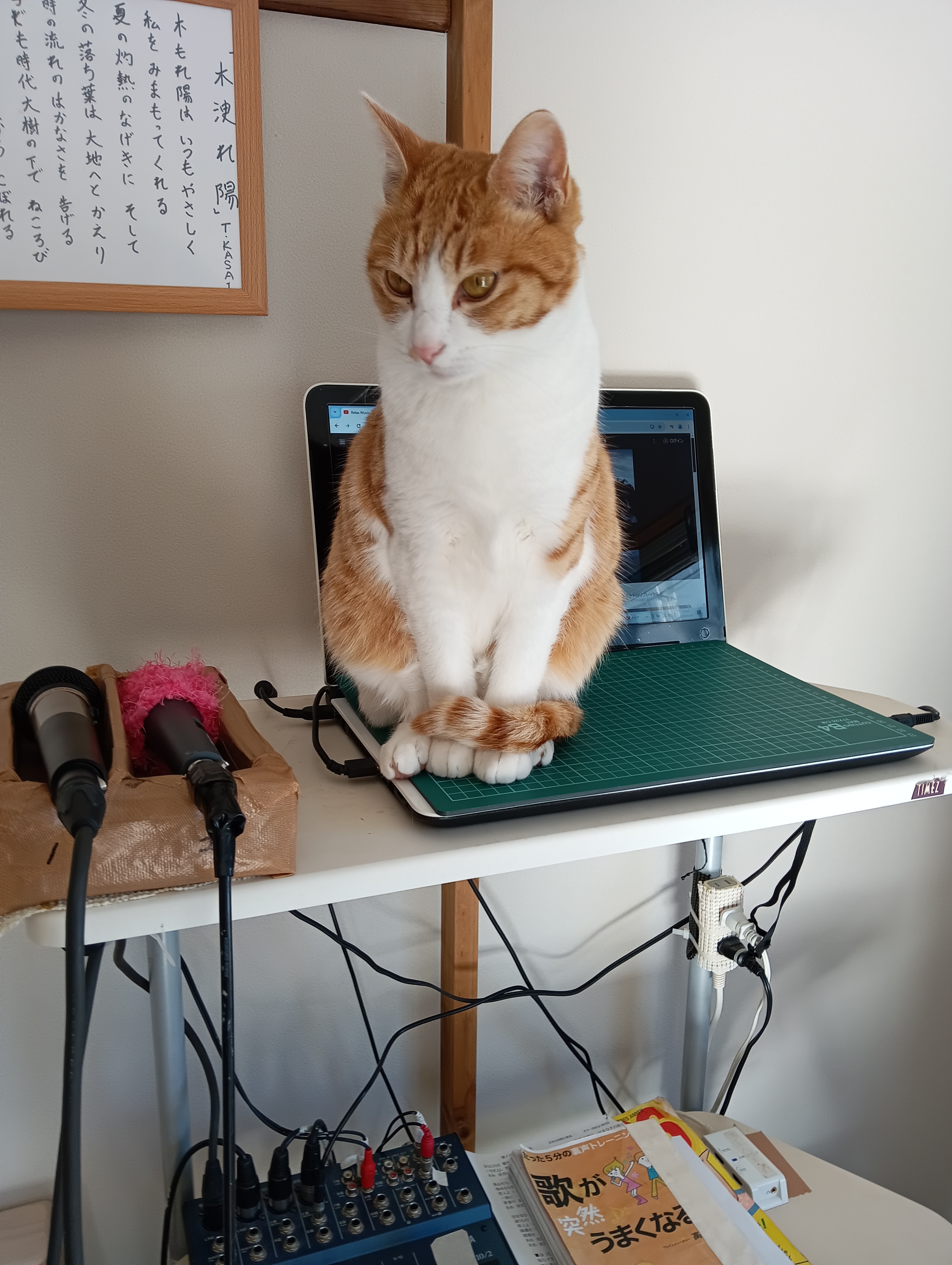 　　　　　　　　　　　　　　　　　　　　　　居候生活に終止符を打って自立して働くのにゃ（さすがシーちゃんエライ！）