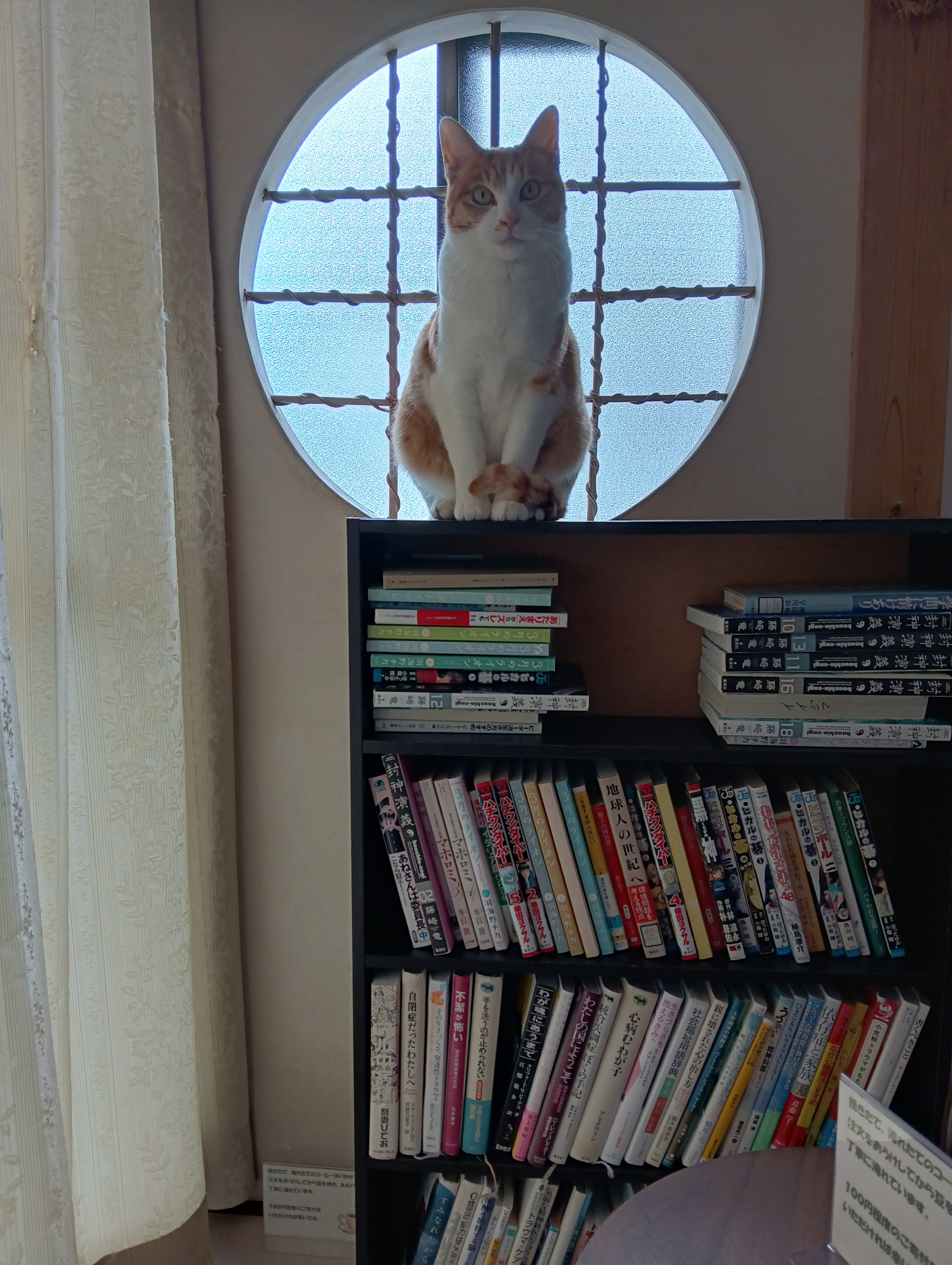 　　　　　　　　　　　　　　　　　　　　それとも図書館司書がいいかにゃあ